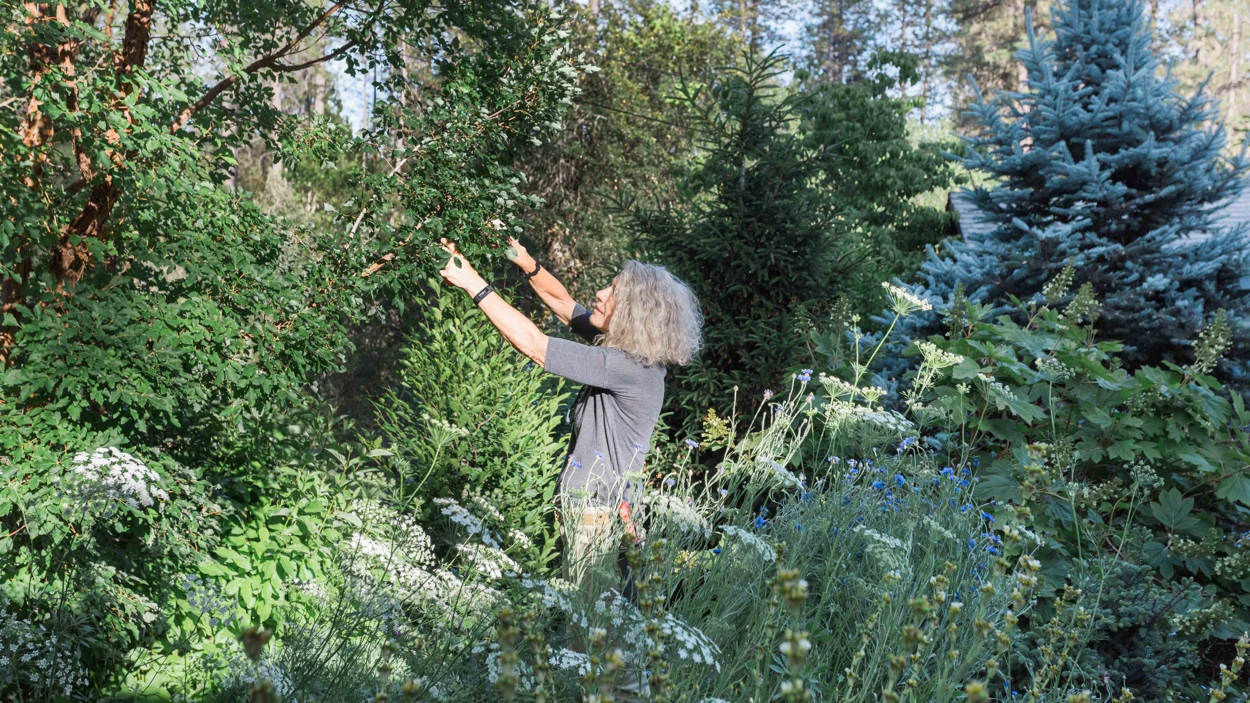 A person with gray hair in a garden surrounded by lush greenery and various plants, reaching up to touch tree branches.