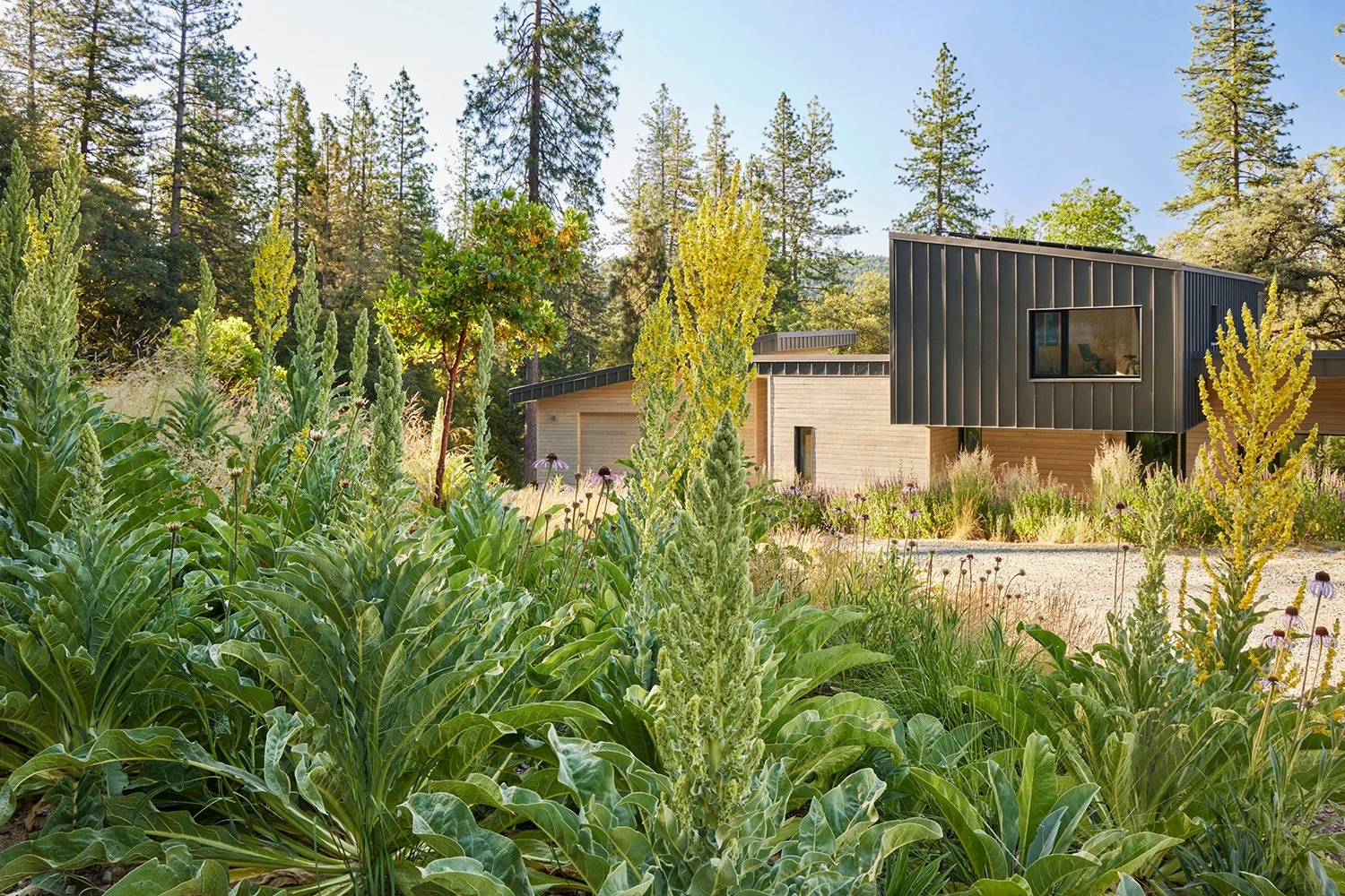 Modern house surrounded by lush green plants and tall trees in the background, under a clear blue sky.