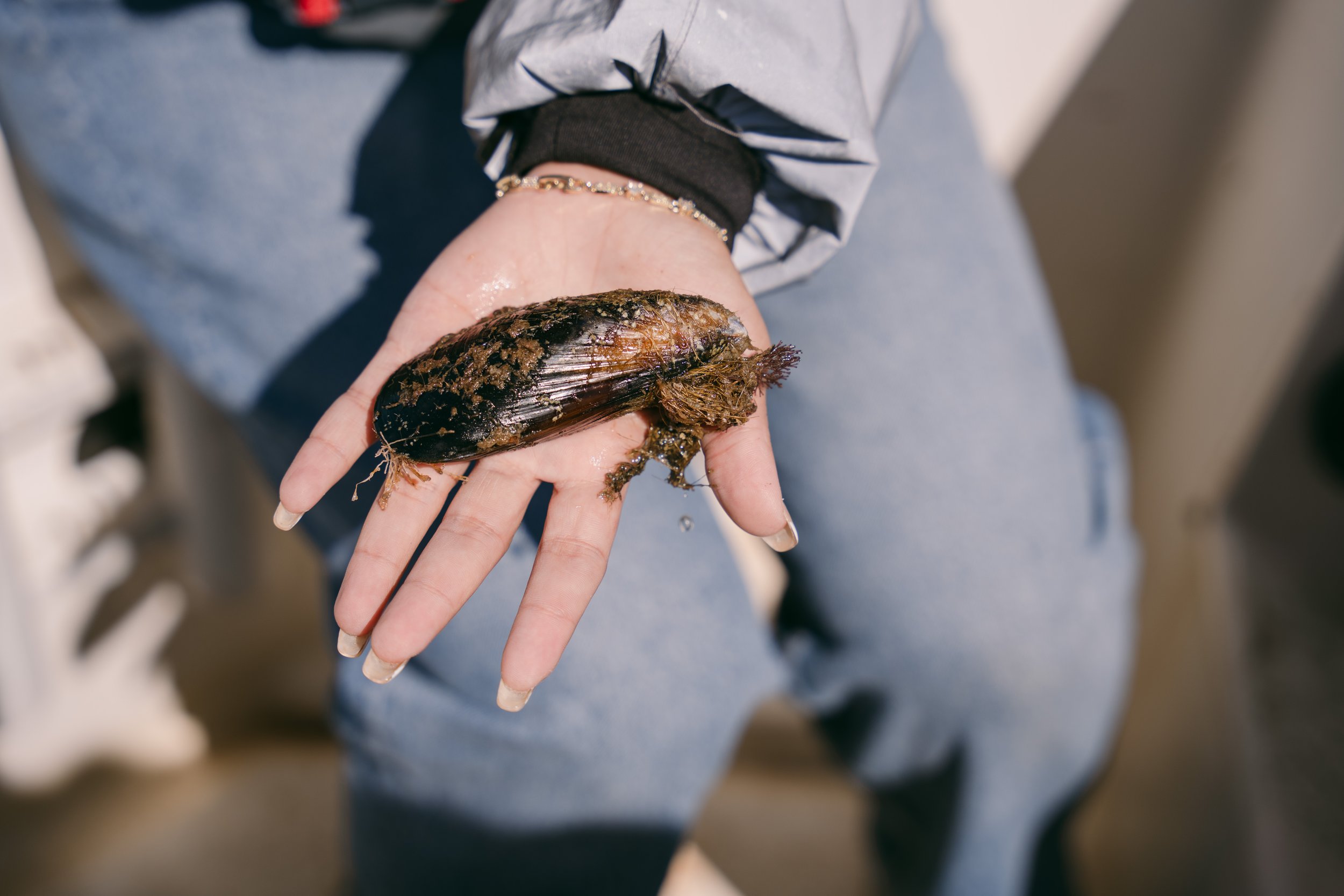 Barba de Mejillón Mediterráneo