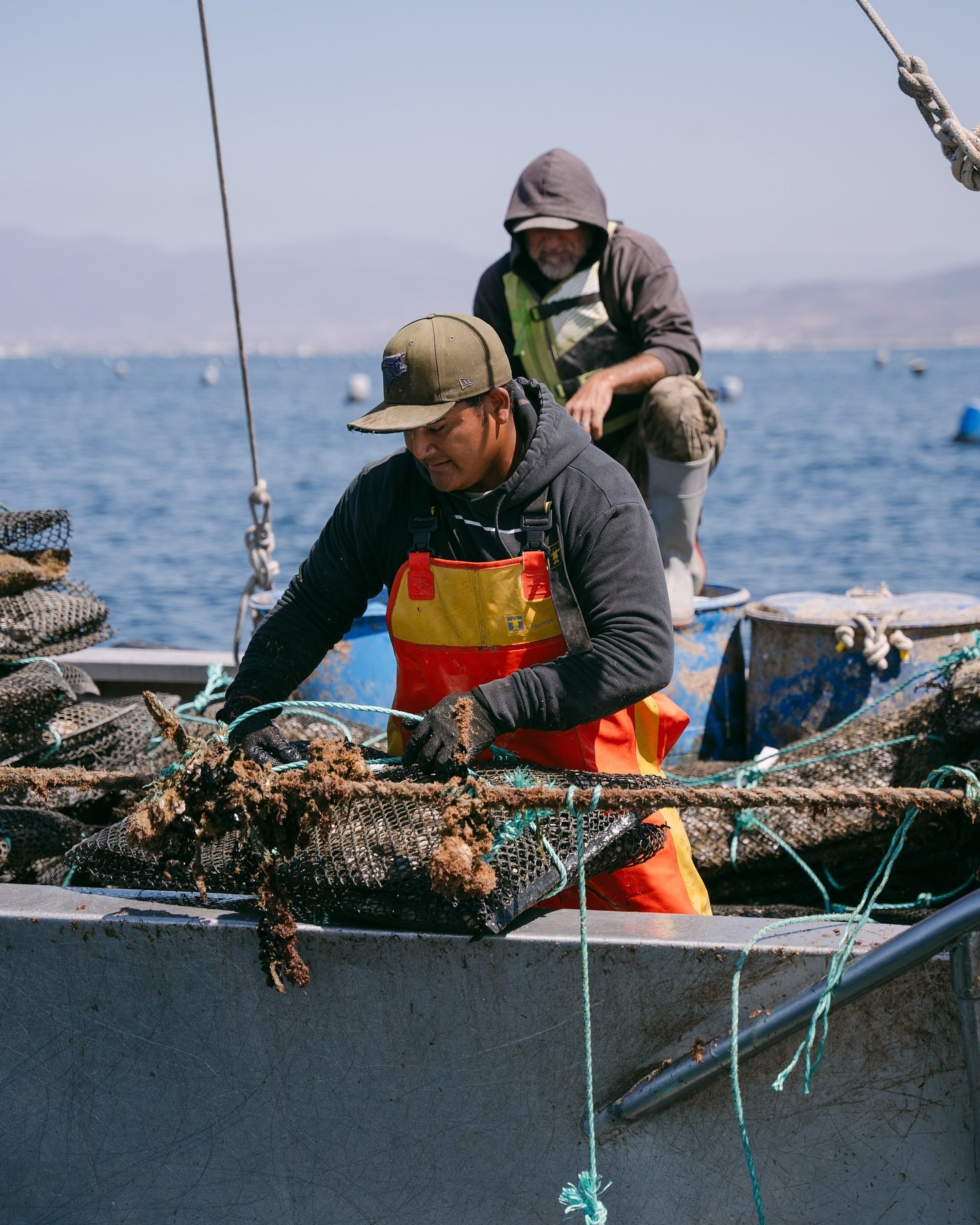 𝐂𝐨𝐥𝐝, 𝐅𝐫𝐞𝐬𝐡, 𝐚𝐧𝐝 𝐑𝐞𝐚𝐝𝐲 𝐭𝐨 𝐄𝐧𝐣𝐨𝐲🦪⁣
⁣
At our wet storage facility in Rinc&oacute;n de Ballenas, we keep our oysters chilled to preserve their freshness and extend their shelf life&mdash;ensuring peak quality from sea to table.?