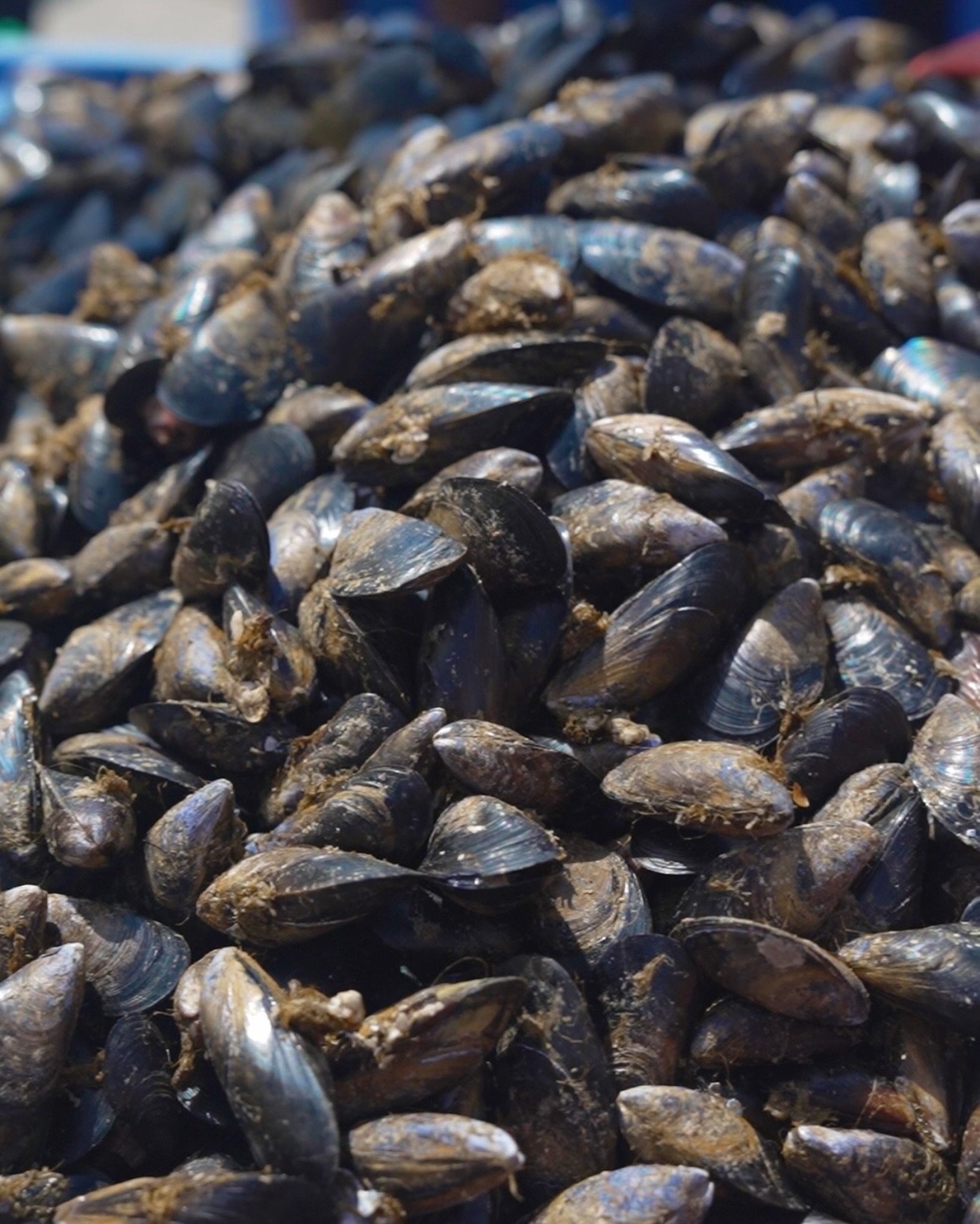 𝗞𝗶𝗹𝗶𝘄𝗮 𝗼𝘂𝗿 𝗵𝗮𝗿𝘃𝗲𝘀𝘁𝗶𝗻𝗴 𝘃𝗲𝘀𝘀𝗲𝗹-Engineered for Efficiency🚤⁣
⁣
Kiliwa, our cutting-edge mussel harvesting boat designed for efficiency and ultimate freshness. Equipped with an Integrated processing facility, Kiliwa cleans, sorts