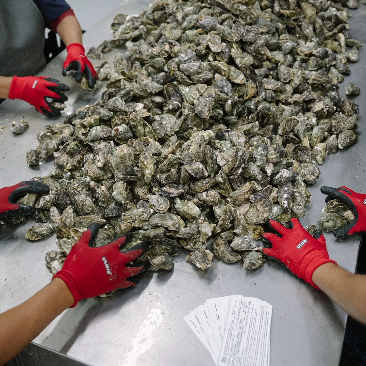 Behind the scenes of our 𝐊𝐮𝐦𝐢𝐚𝐢 oyster packing&mdash;freshly harvested, carefully prepared, and ready for you.🦪

 #bajashellfishfarms #oyster #seafarm #seafood #bajacalifornia #pacific #ostion #shellfish #ensenada