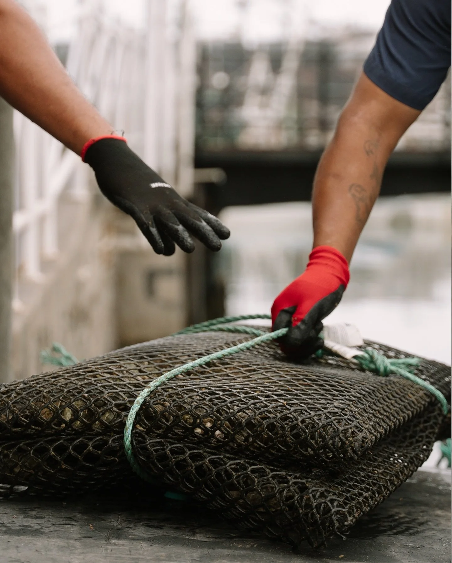 𝗙𝗿𝗲𝘀𝗵 𝗼𝘆𝘀𝘁𝗲𝗿𝘀 𝗮𝗿𝗿𝗶𝘃𝗶𝗻𝗴🦪⁣
⁣
Our oysters come straight from our wet storage in Ensenada Bay, carefully handled by our team to ensure peak freshness in every delivery.⁣
⁣
⁣
 #bajashellfishfarms #oyster #seafarm #seafood #bajacalifor