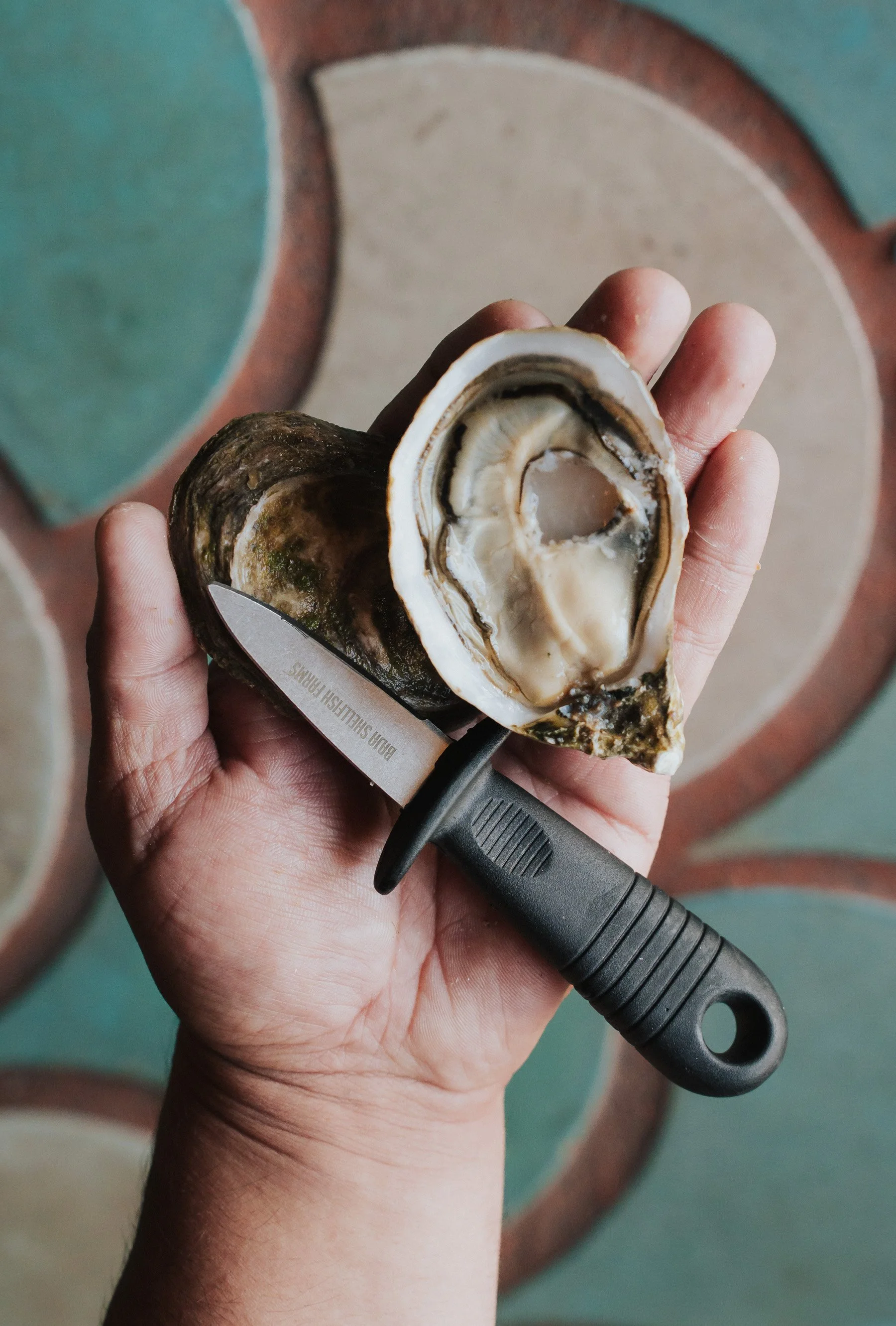 Open chingon oyster