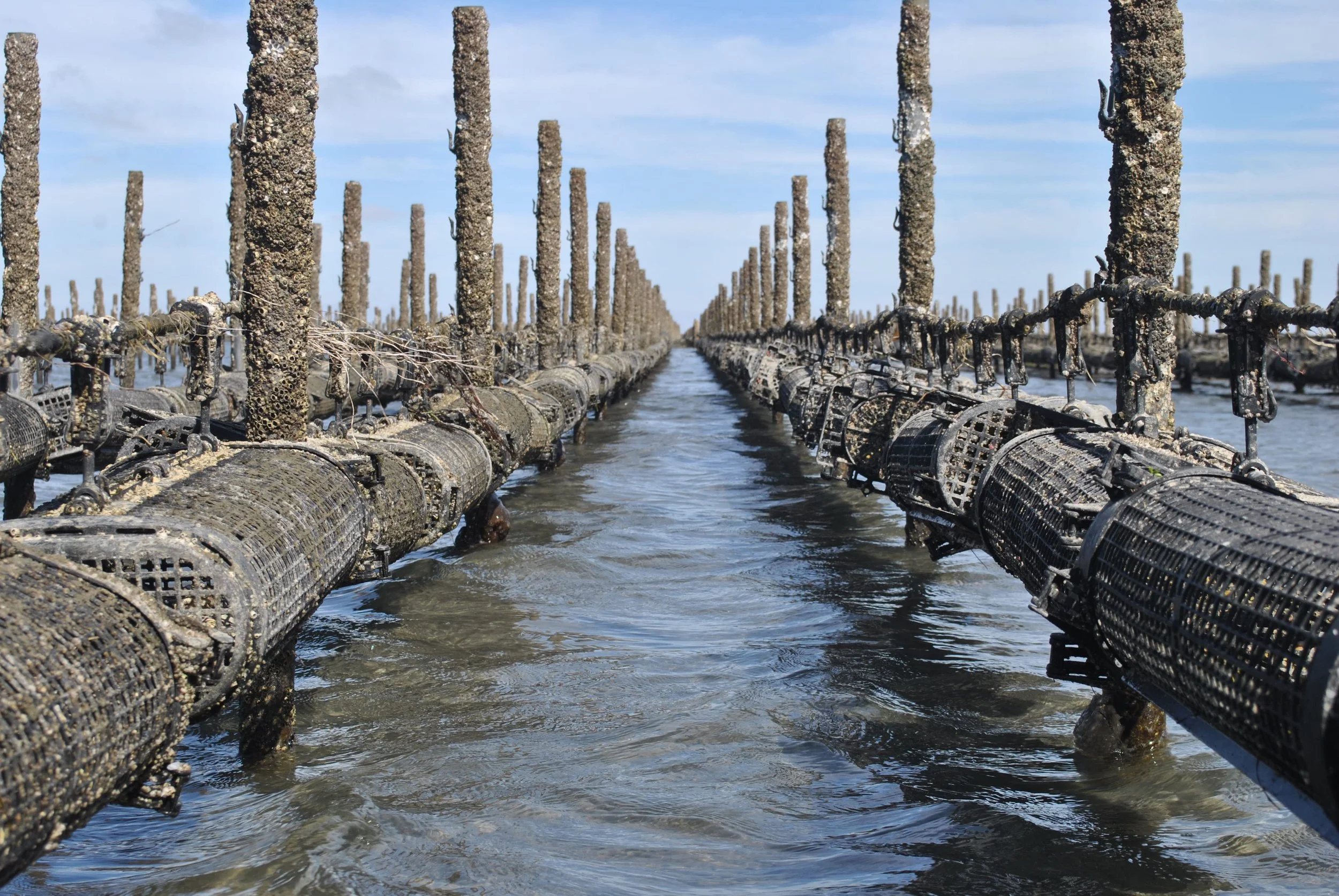 Oyster Farming Methods Baja Shellfish Farms