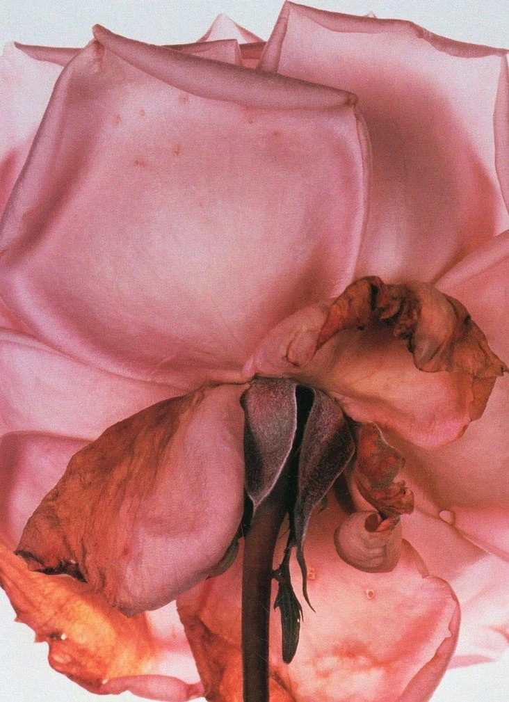 Venus Rose Embodiment Ritual