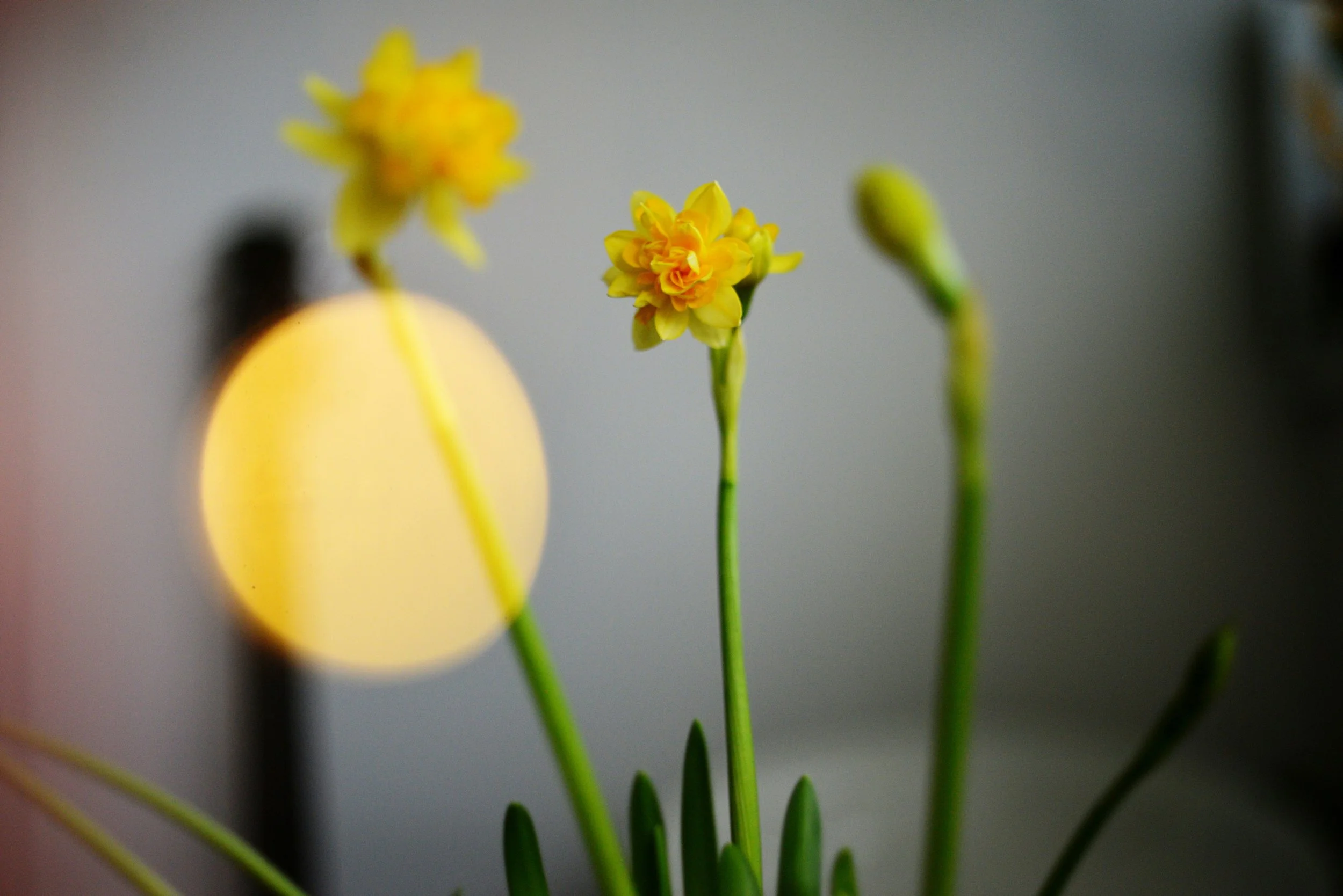 Cherish: A Women's Self-Love Journey (12-week online container)