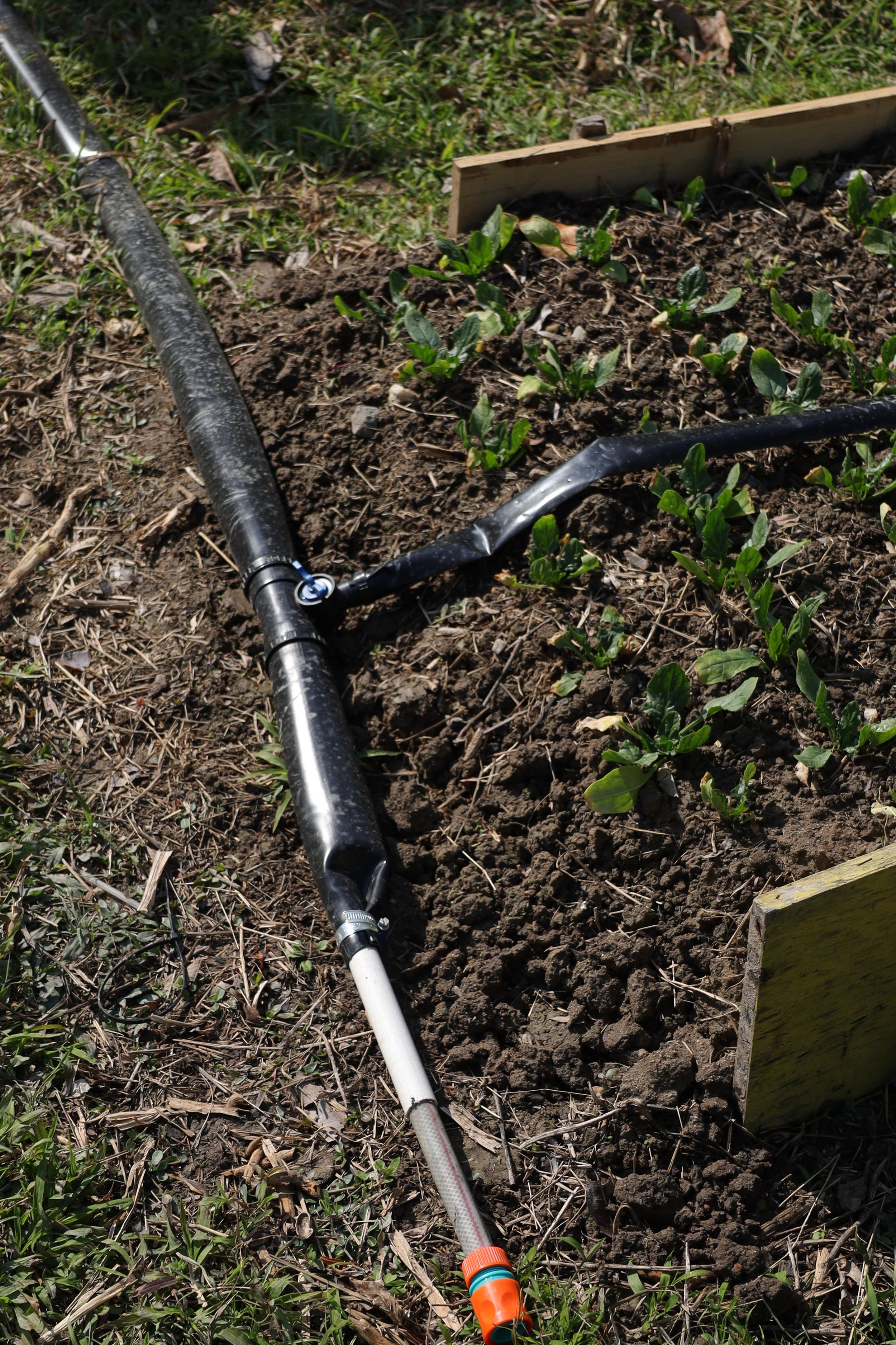 A hose on a plot of soil land