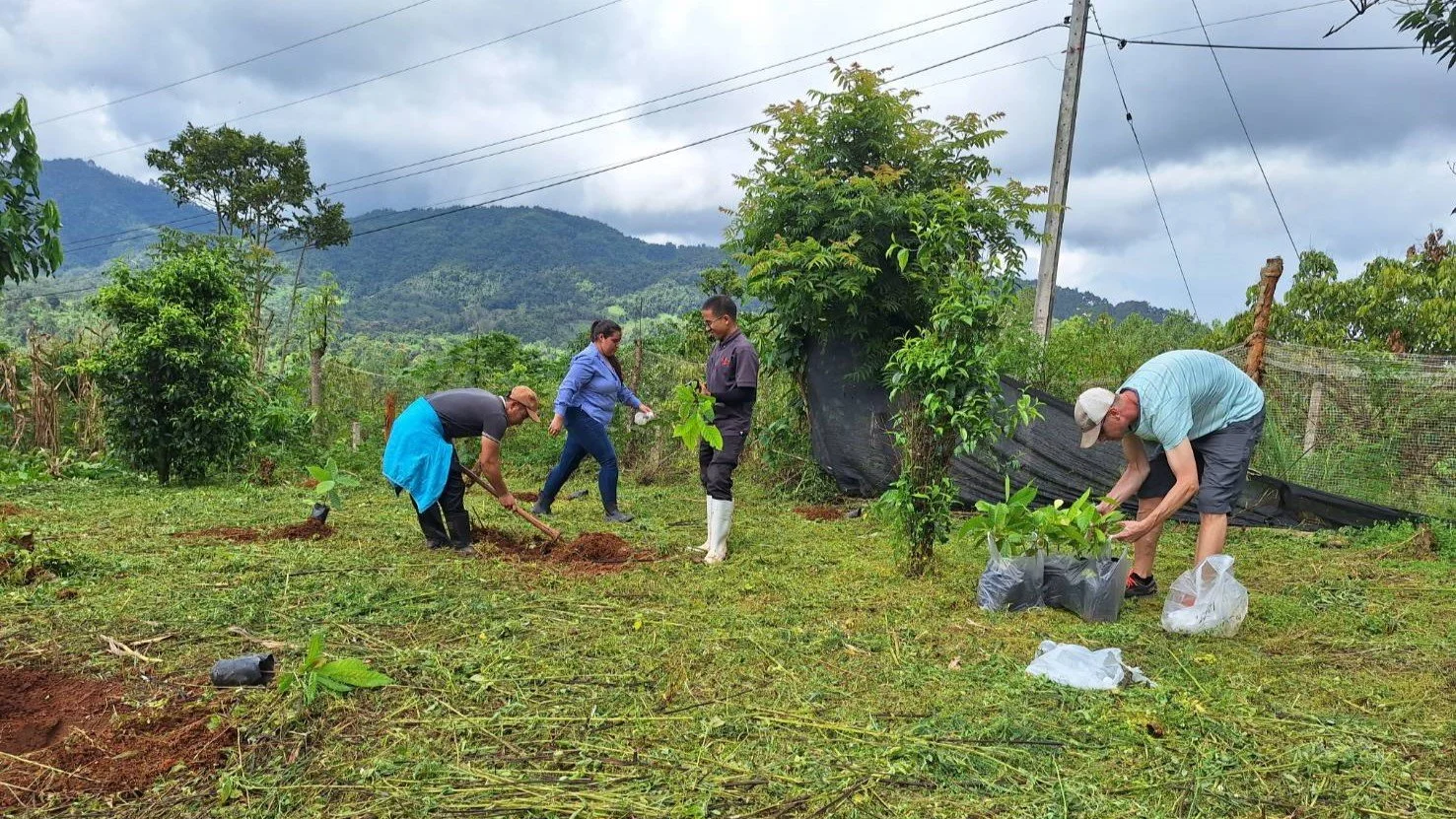 farmers planting cacao trees