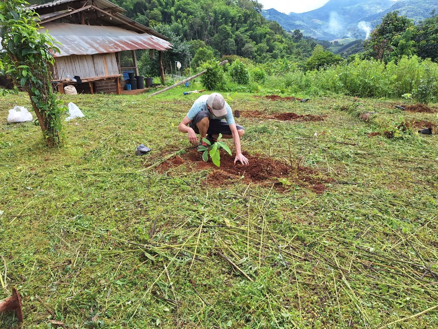 a farmer planting a cacao tree