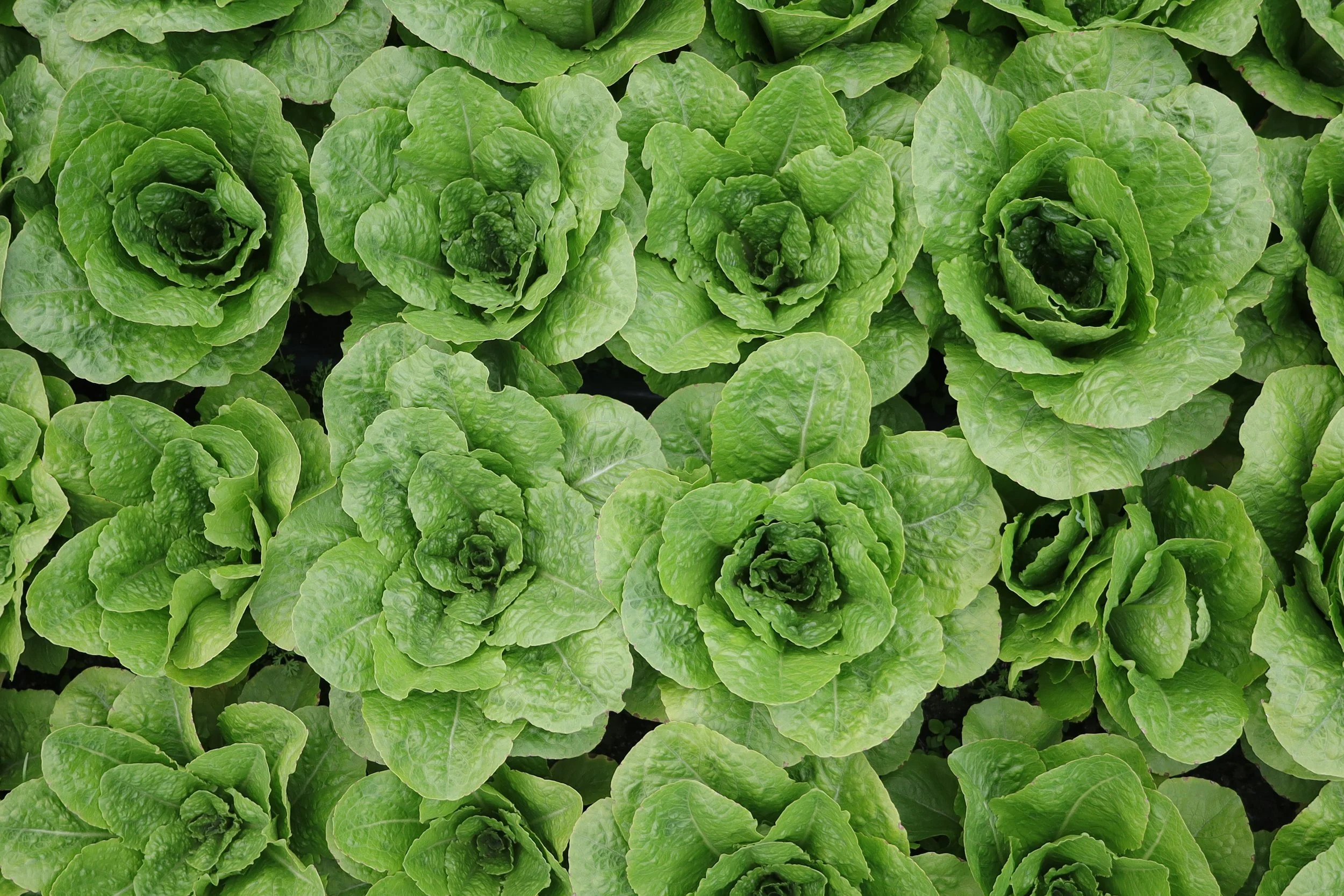 Many green lettuce