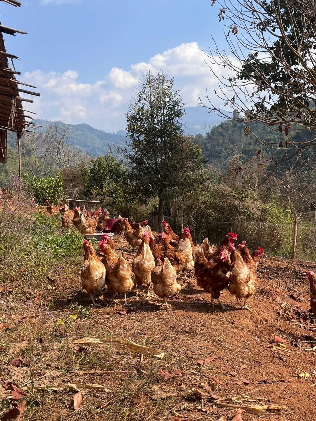 250612 TH ZFPA WVF Implementation Model Farm Hen House Chicken.jpg