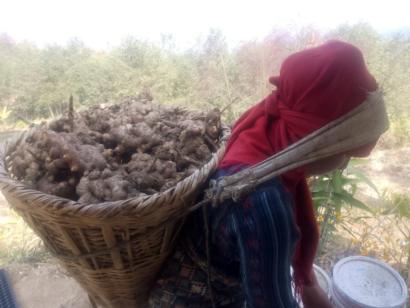 260129 NP Green Intelligence Dhulikel Ginger Harvest-55.jpg