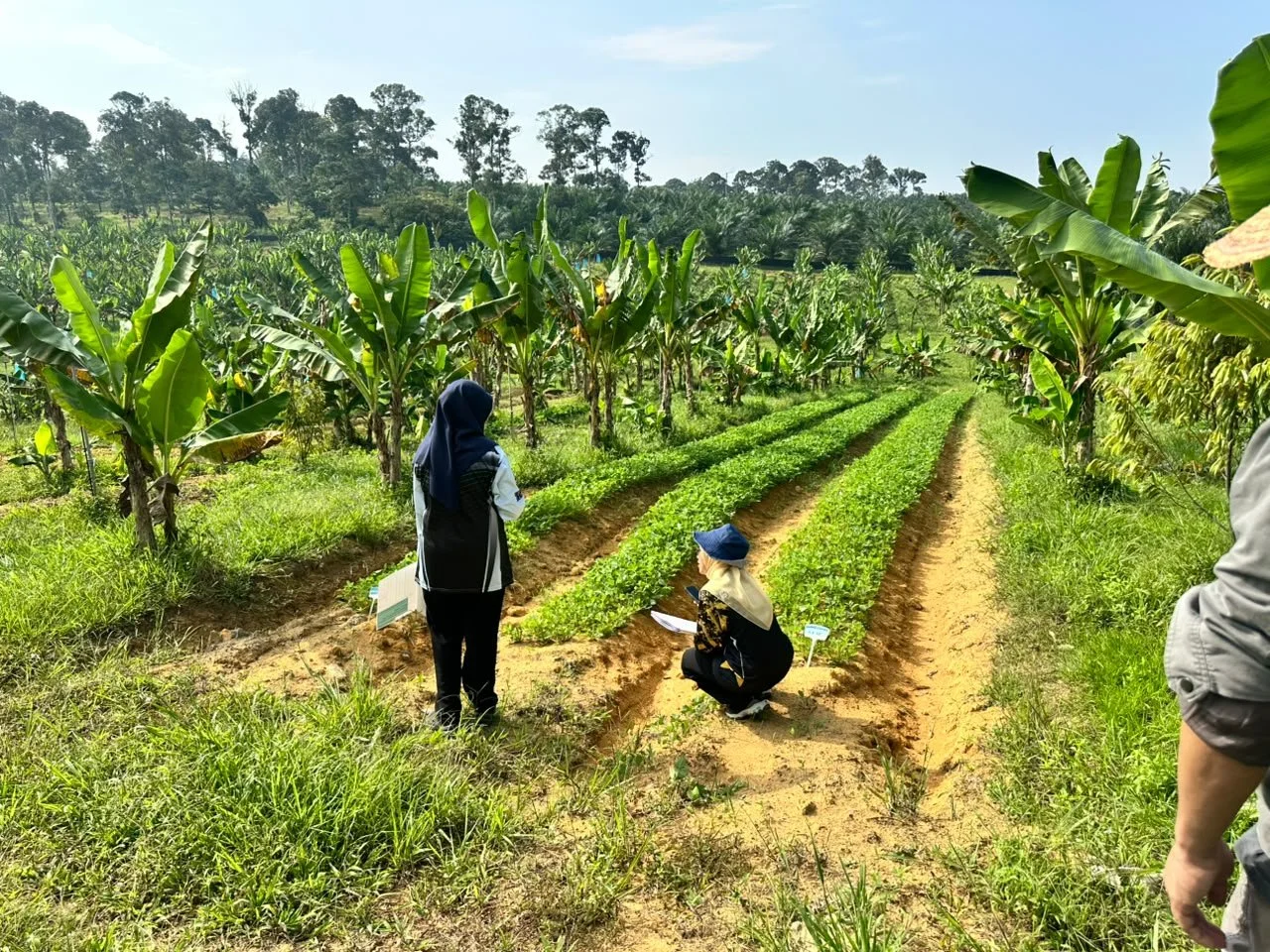 Two Archetypes, One Transition: FAO TAPE Findings from the Regenerative Model Farm Hub in Malaysia