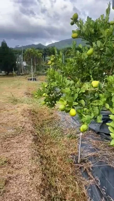 WhatsApp Video 2026-07-07 at 09.14.00_00_16_18.Still002.jpg