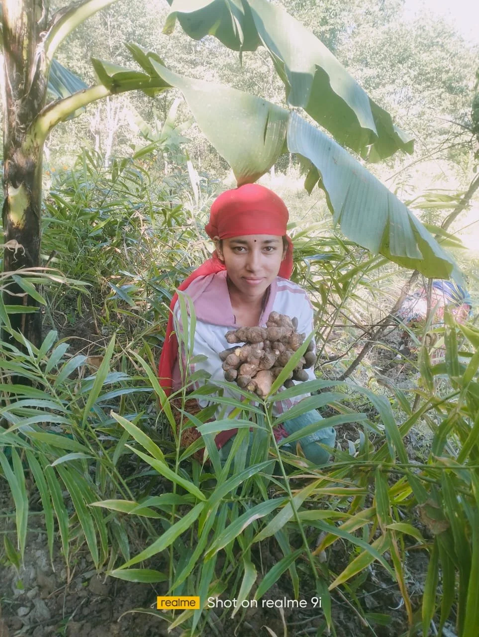 251117 NP Green Intelligence Dulikel turmeric harvest.jpg