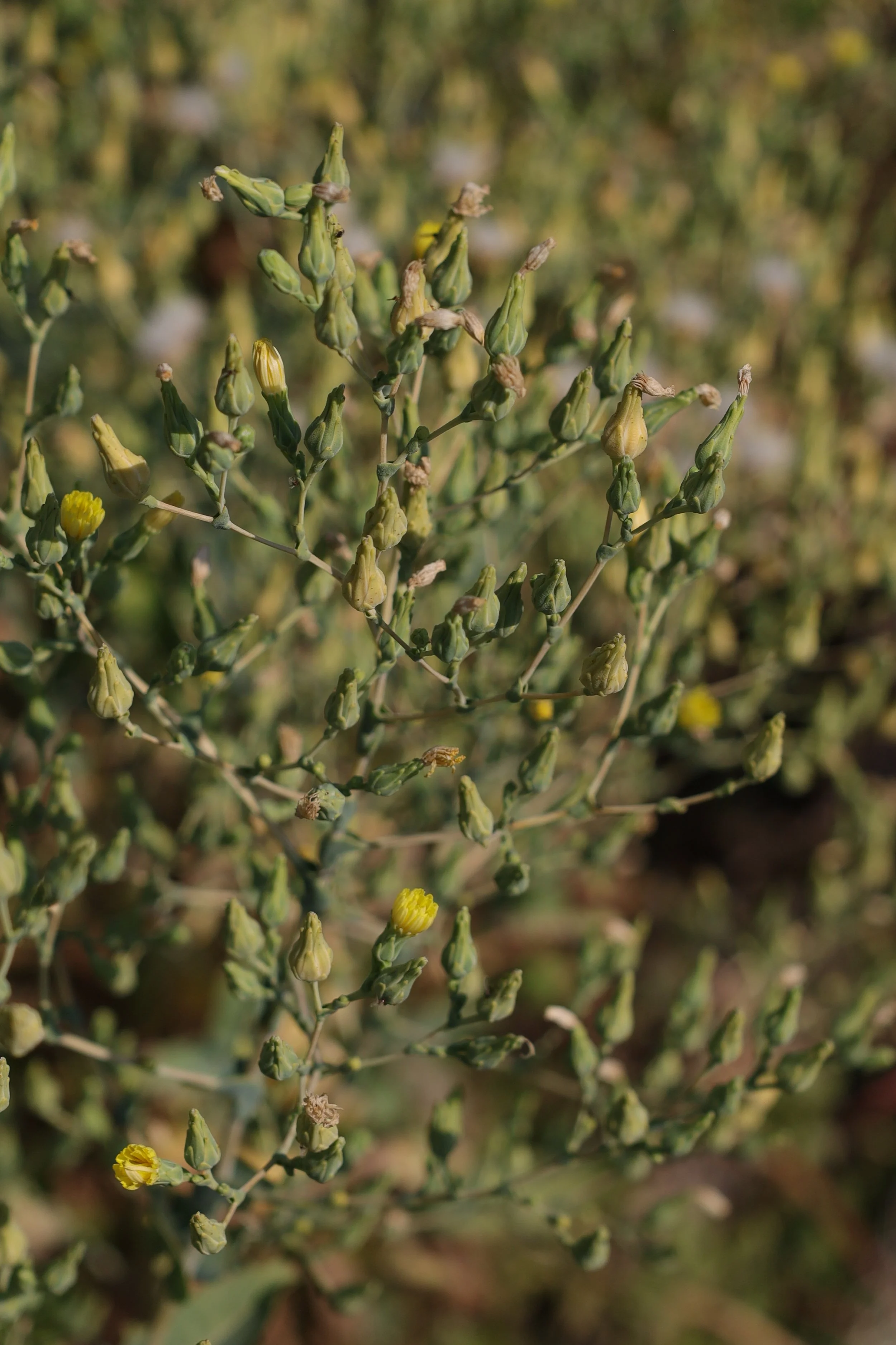 Brown Indian lettuce seeds