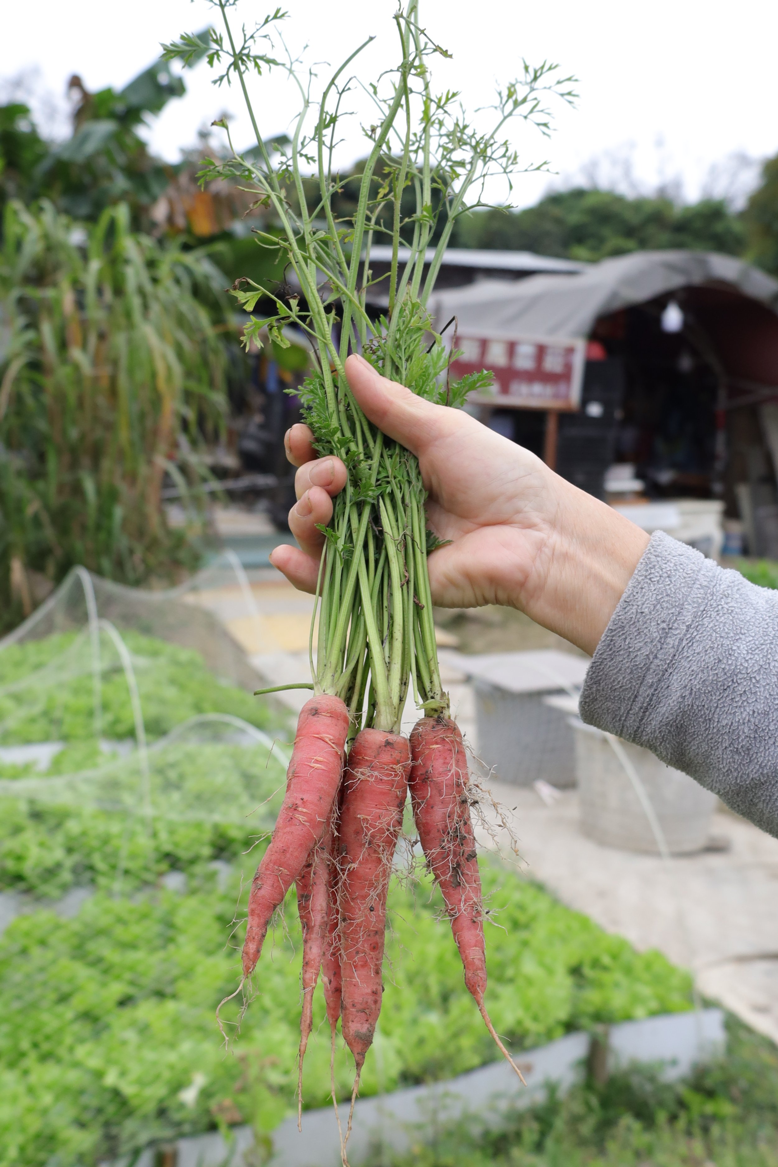 Eva_s Farm (Farm)(1).JPG
