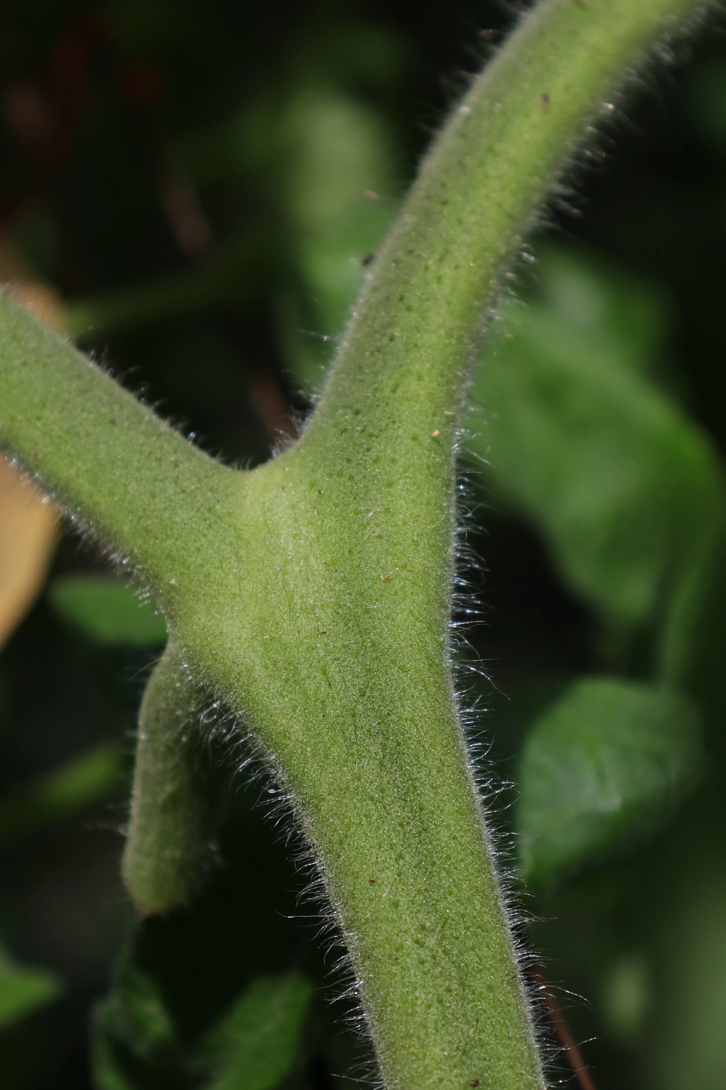 Green tomato stem