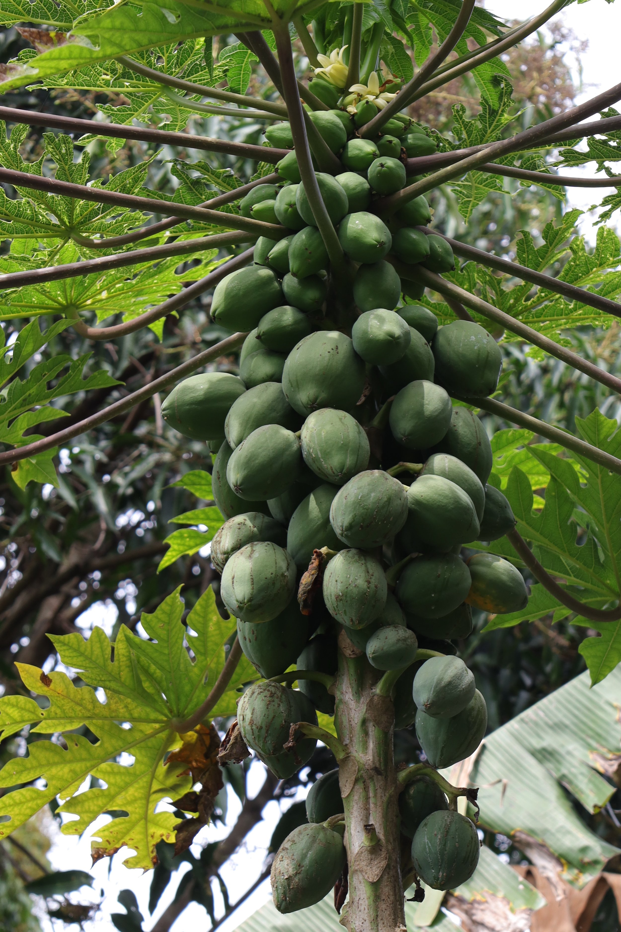 green papaya on a tree