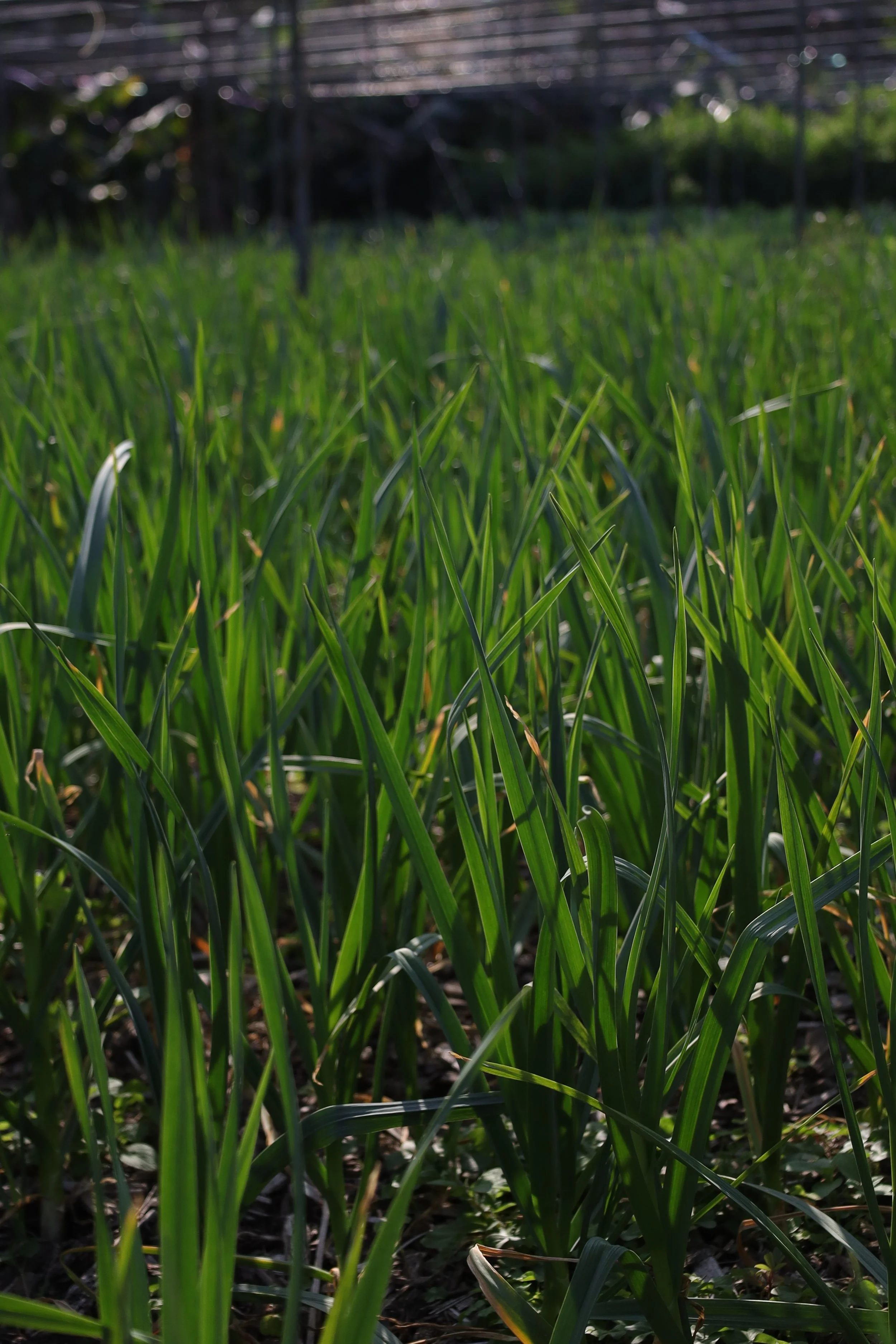Green garlic crop field