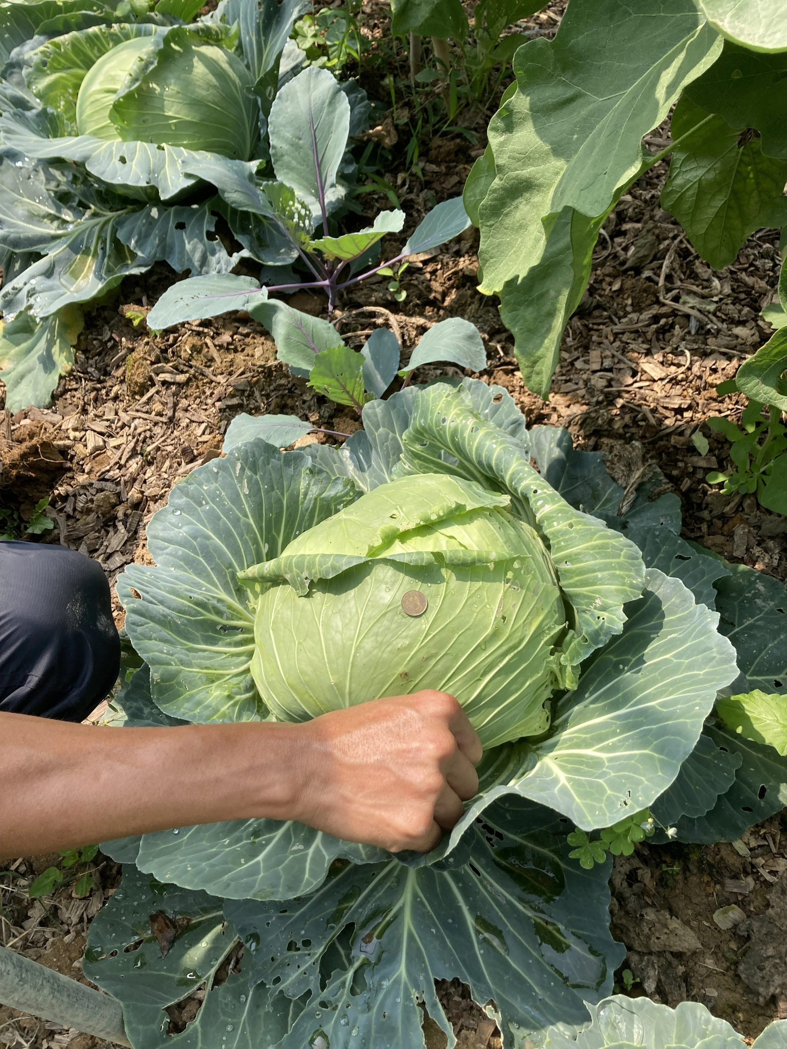 A hand next to a cabbage with a coin on top