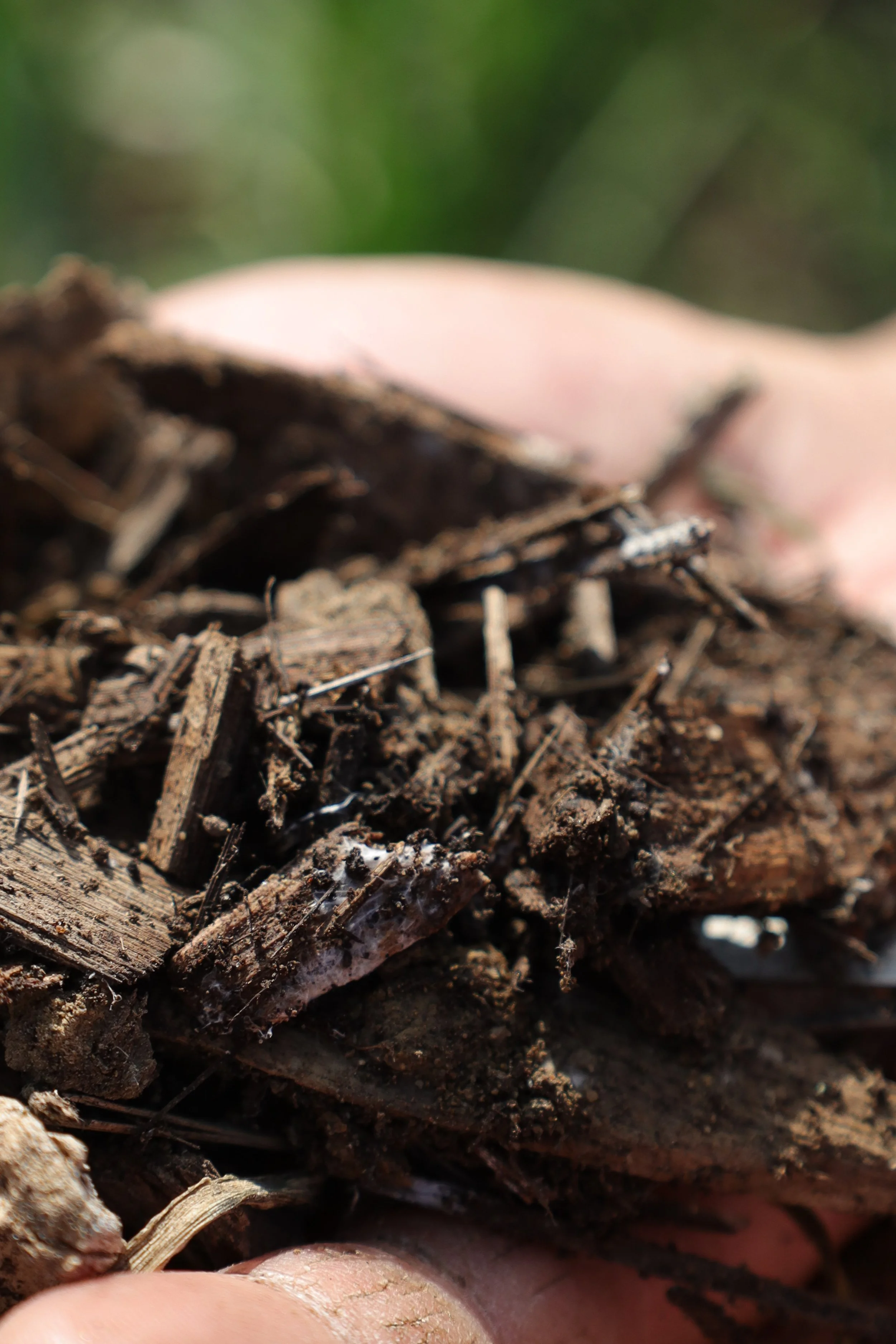 A hand holding mulch and soil with white mycelium network