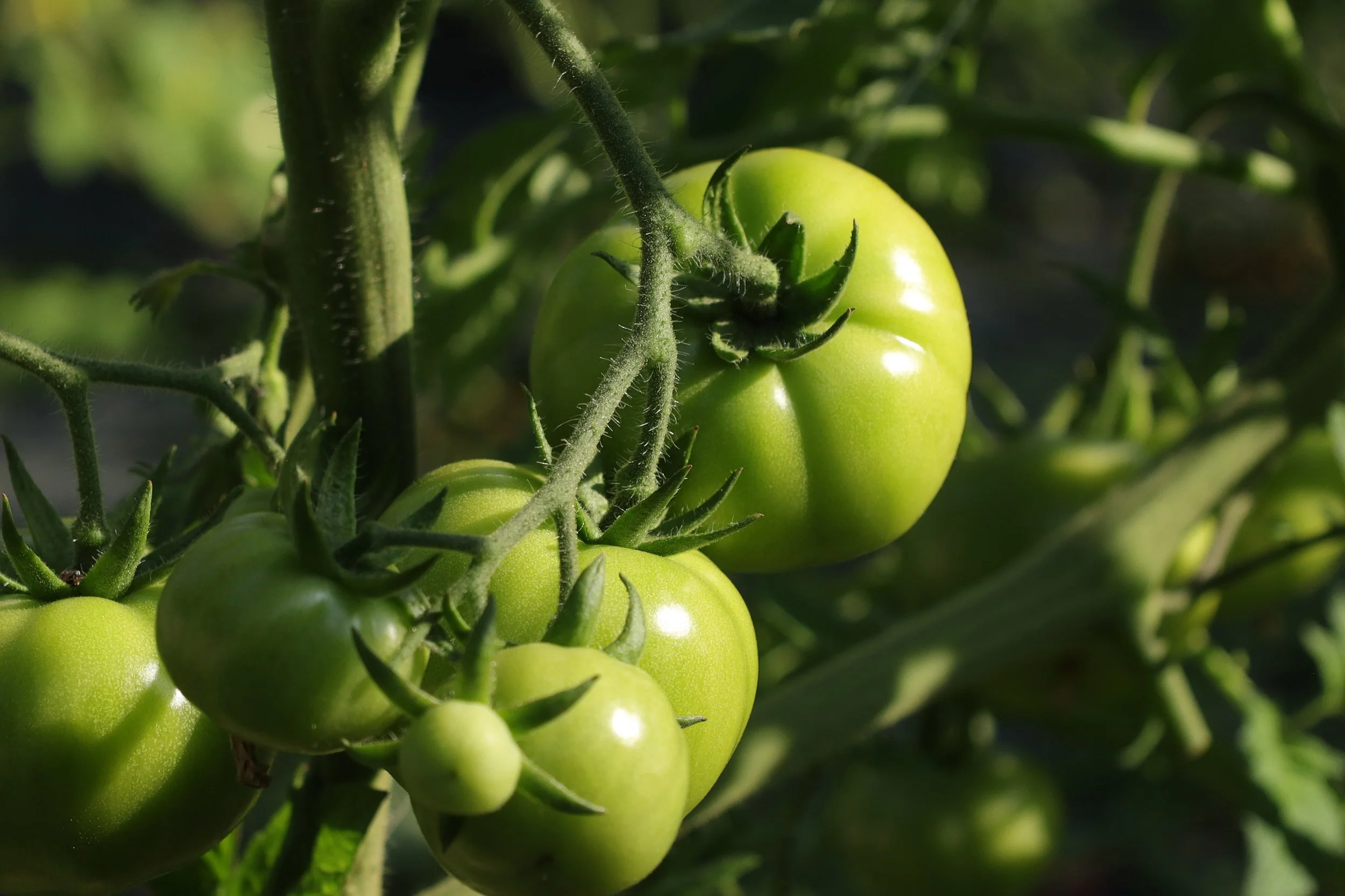 bright green tomatoes