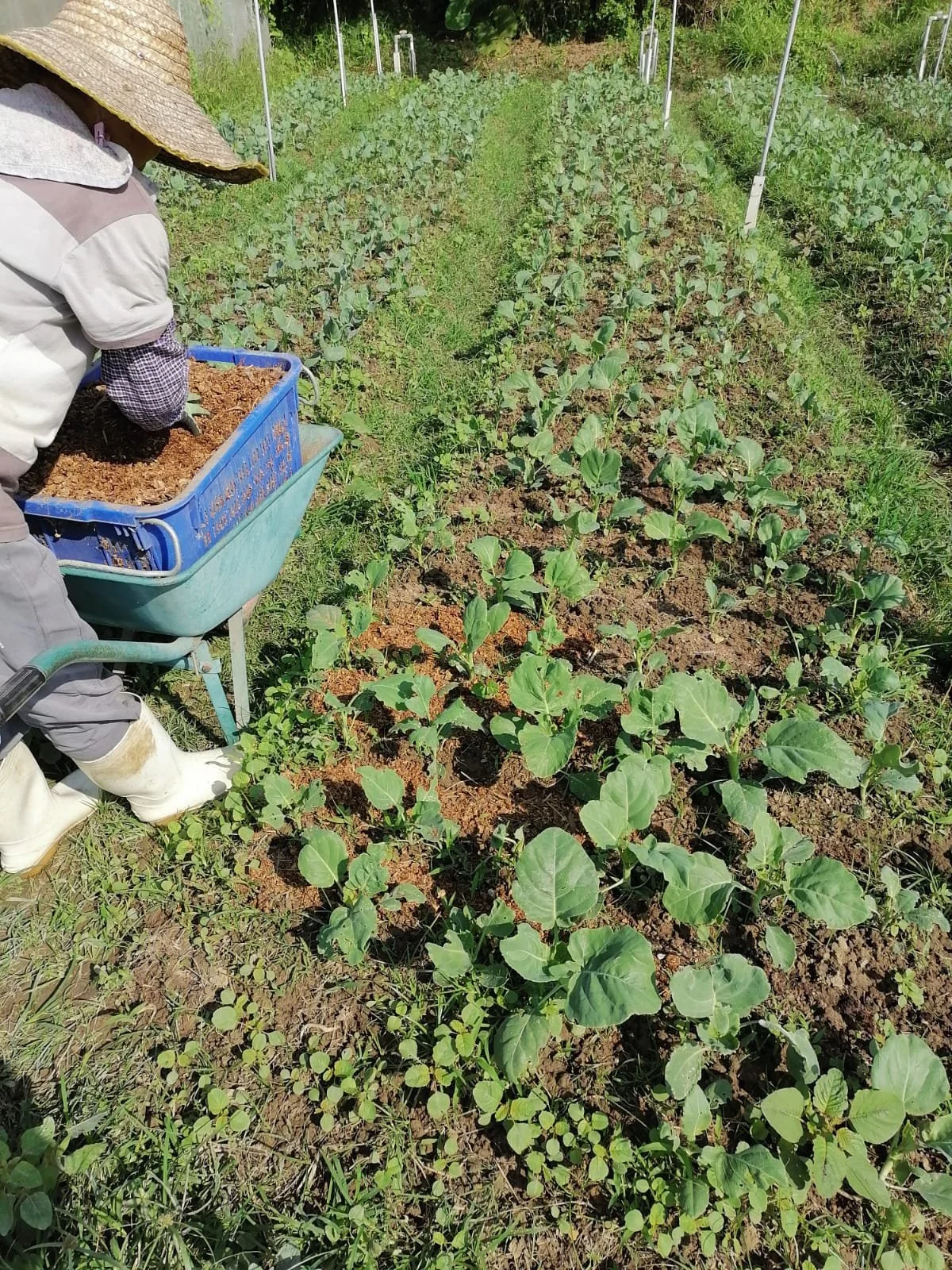 20221029_mushroom waste mulching.jpeg 的副本.jpg