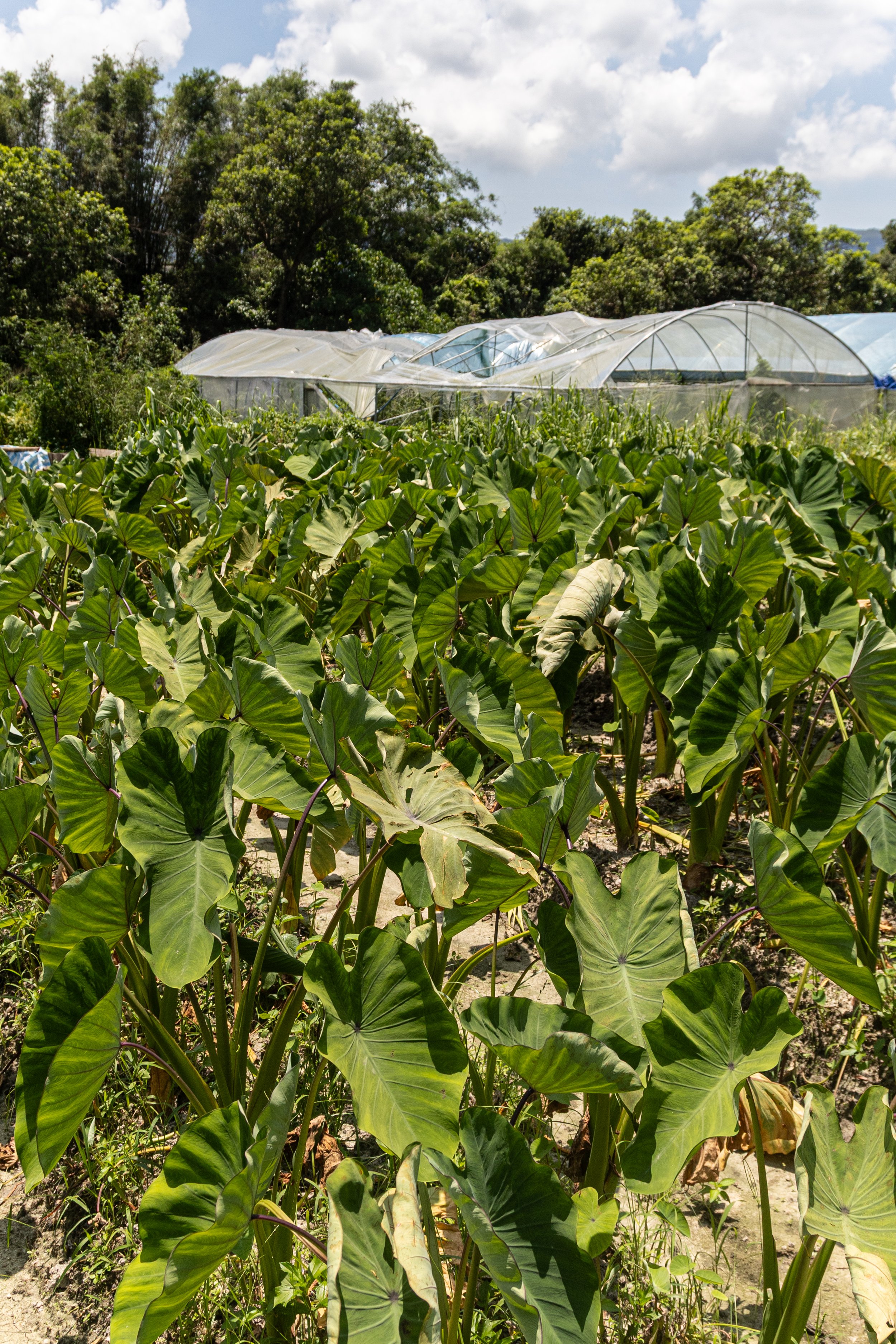 Taro crops on a farm plot
