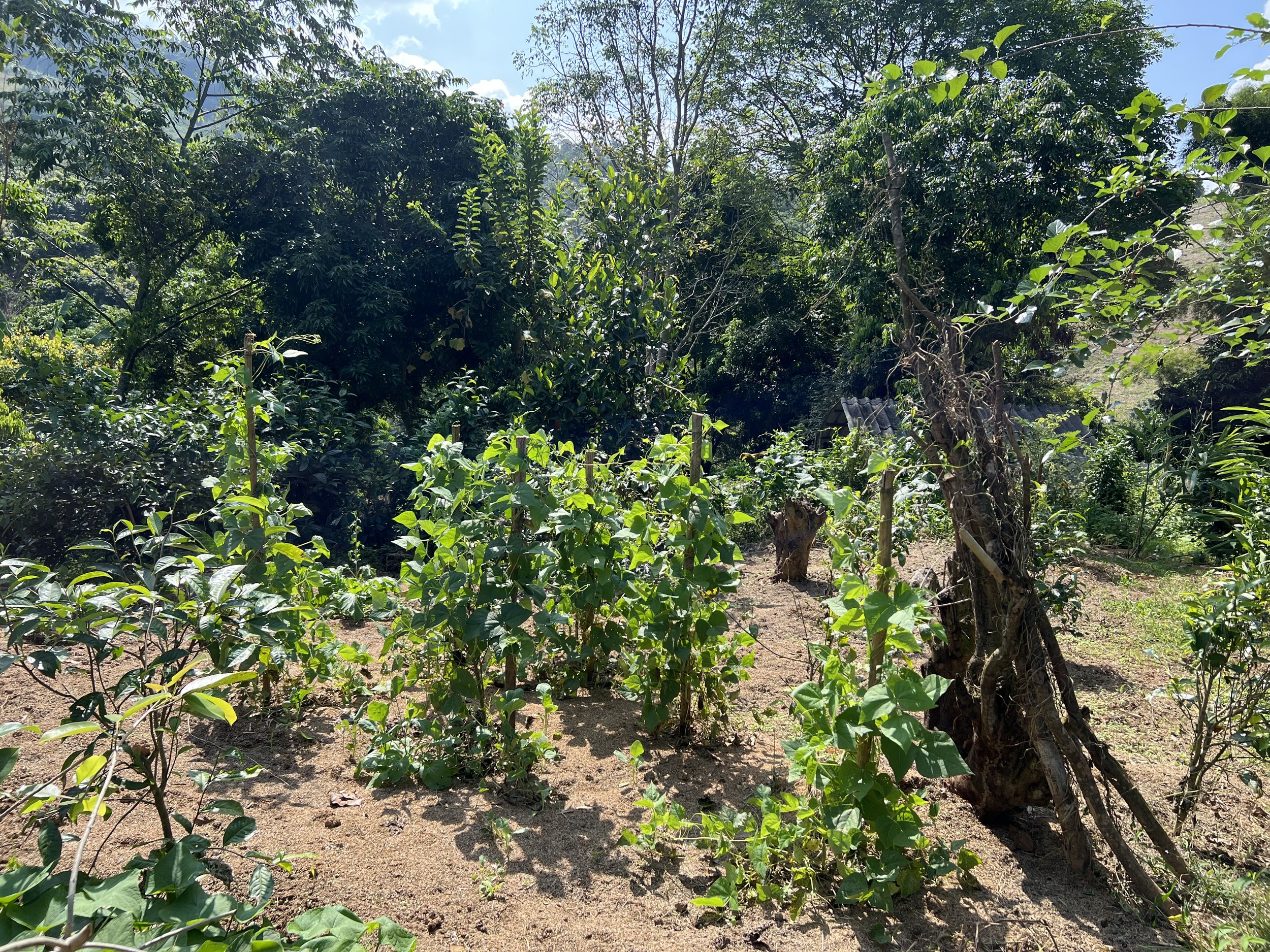 farm with cacao plants planted