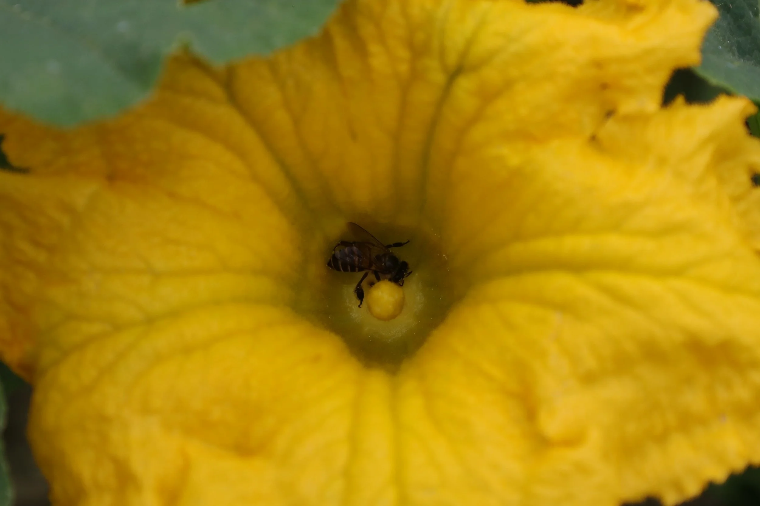 A bee inside a yellow flower