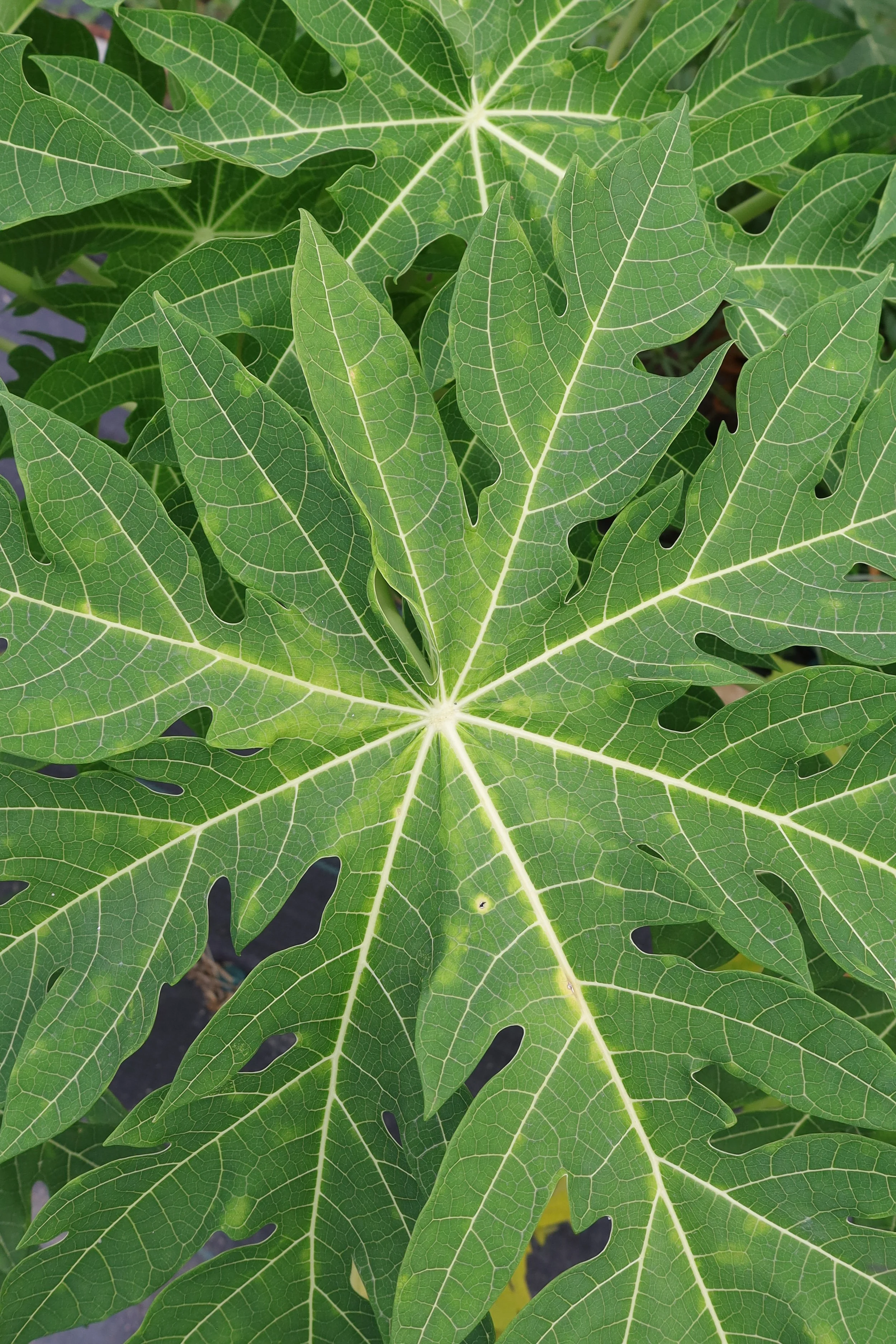 Papaya leaves