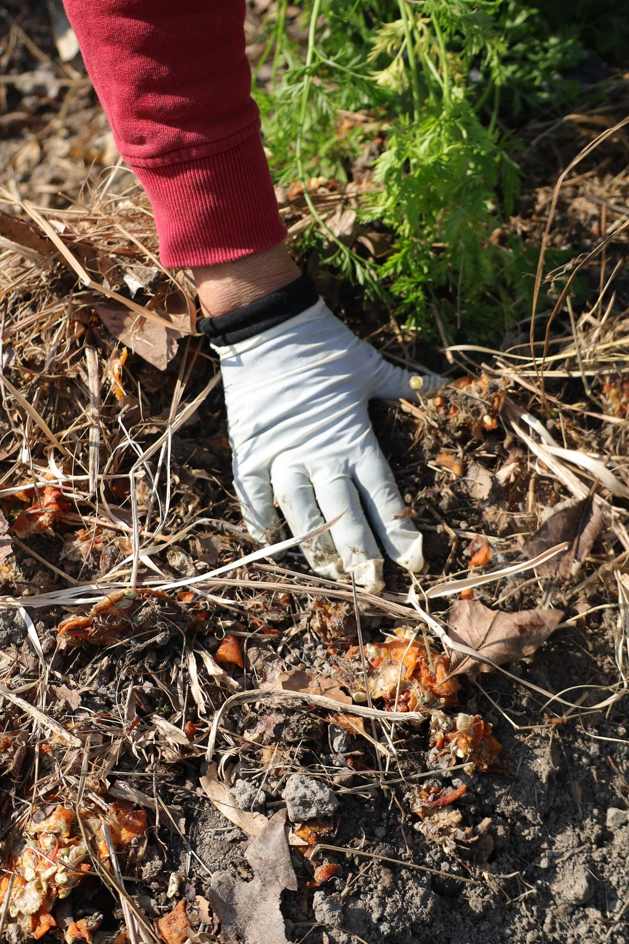 A hand with white gloves on compost