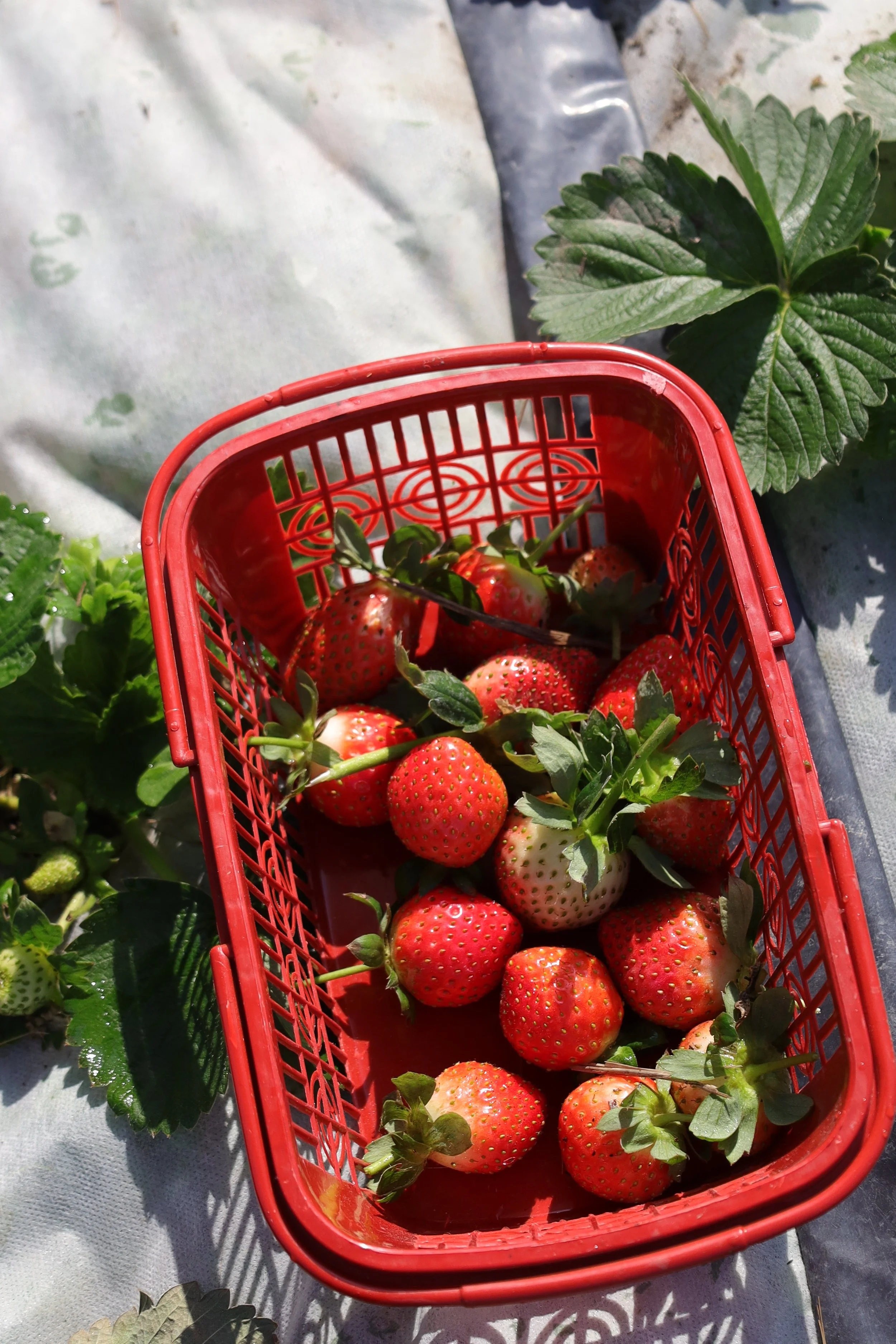 A basket of bright red strawberries