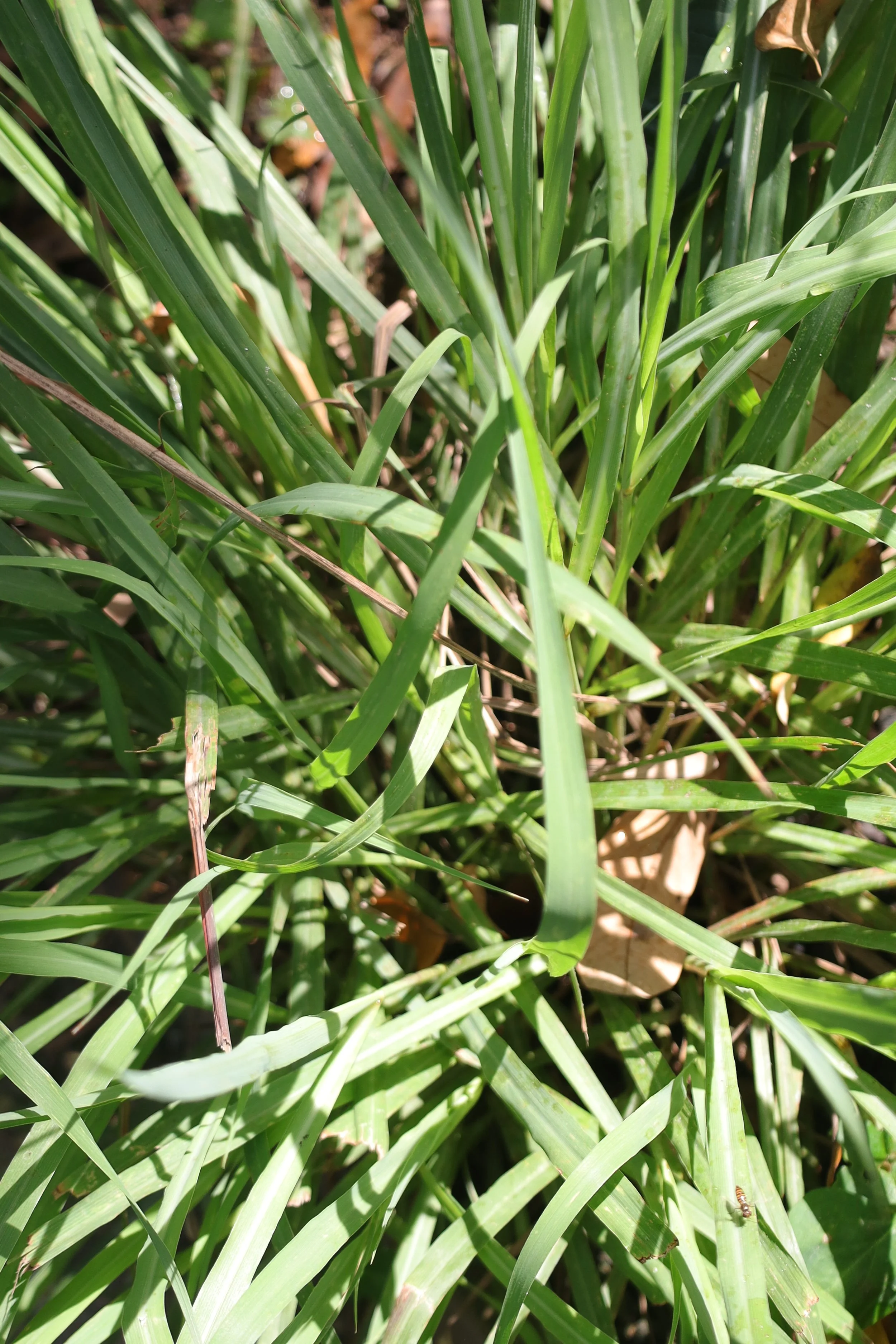 Lemongrass stalks