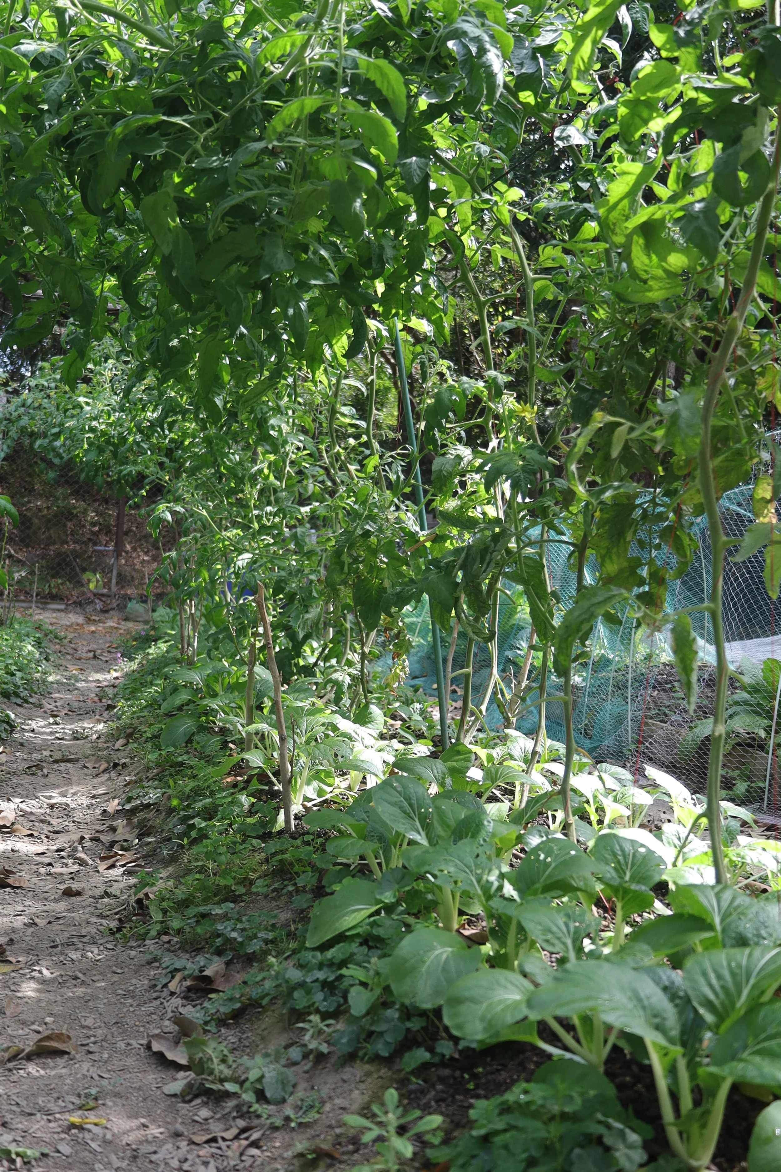 beans and bak choy crop