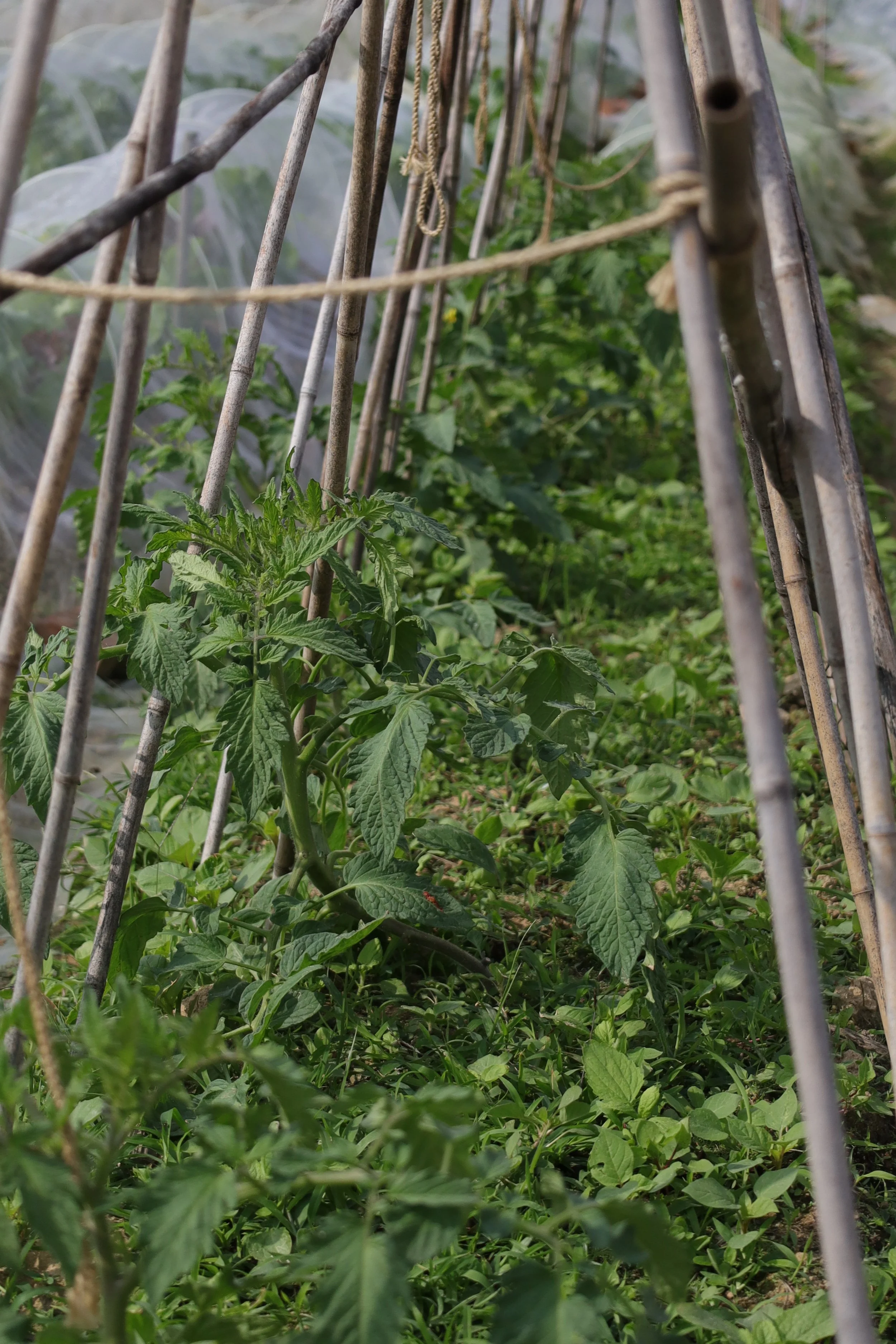 Tomato plot with weeds