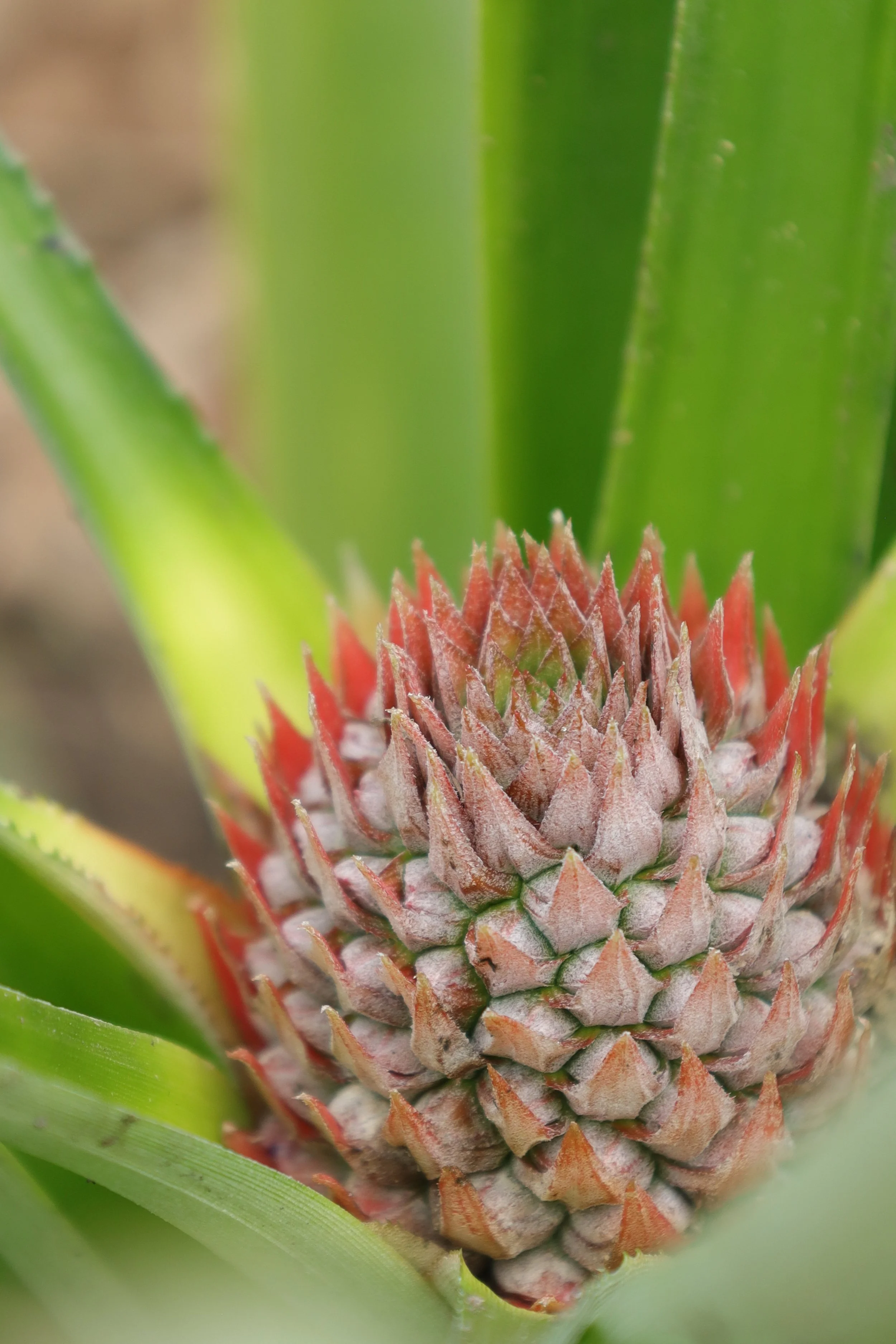 Red pineapple growing with green leaves