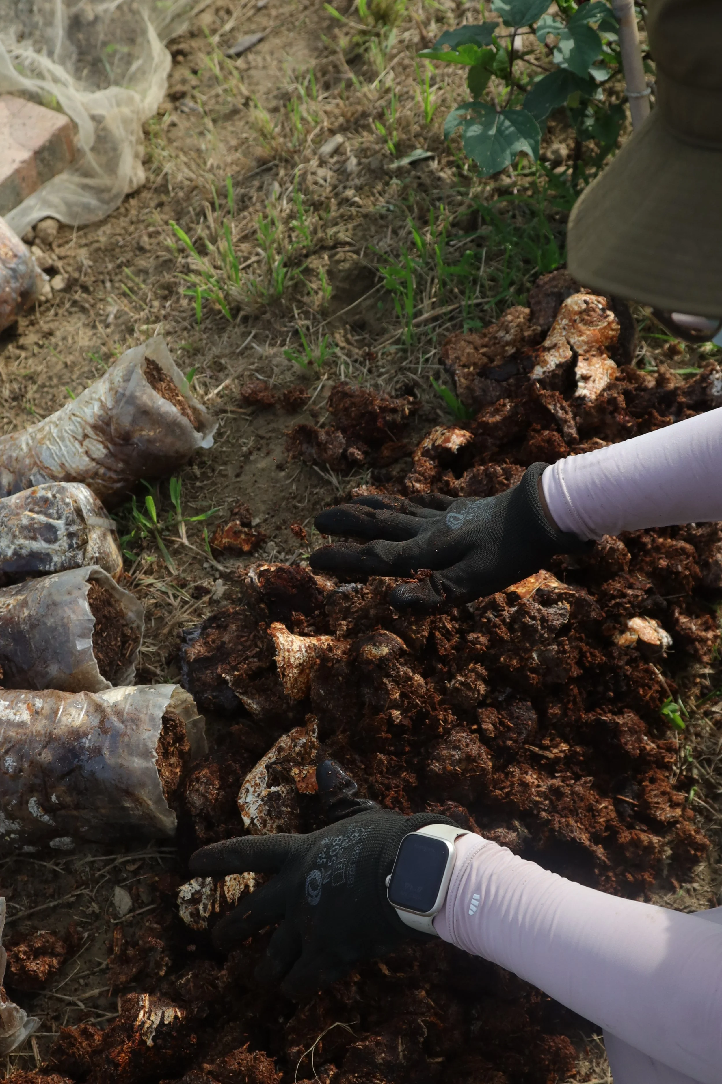 Hand with black gloves covering soil with mushroom substrate
