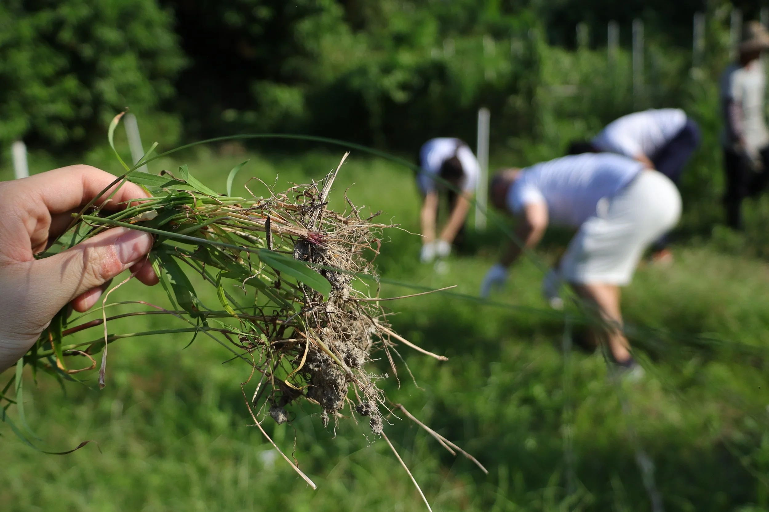 a hand holder grass and farmers behind working