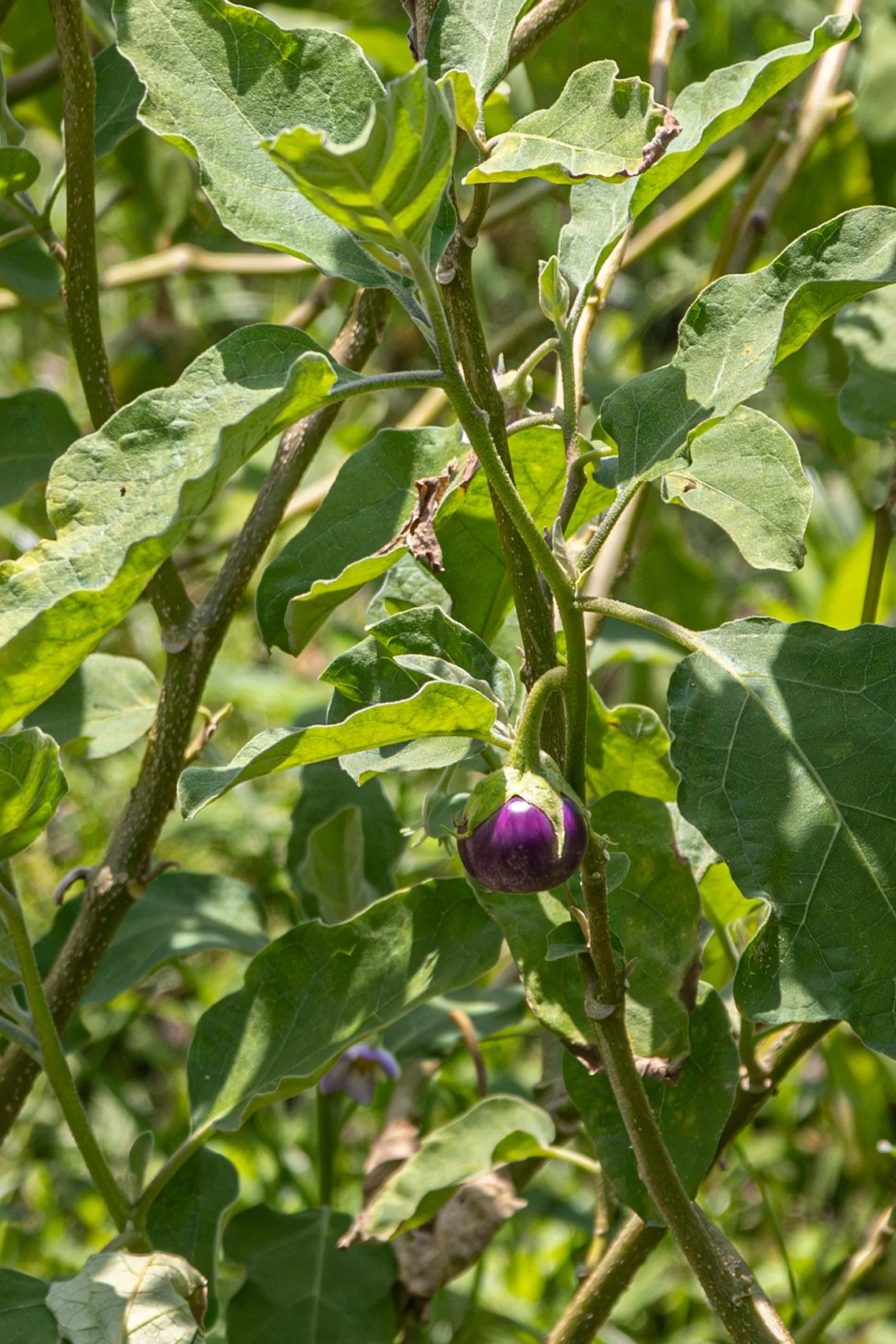 Eggplant with green leaves