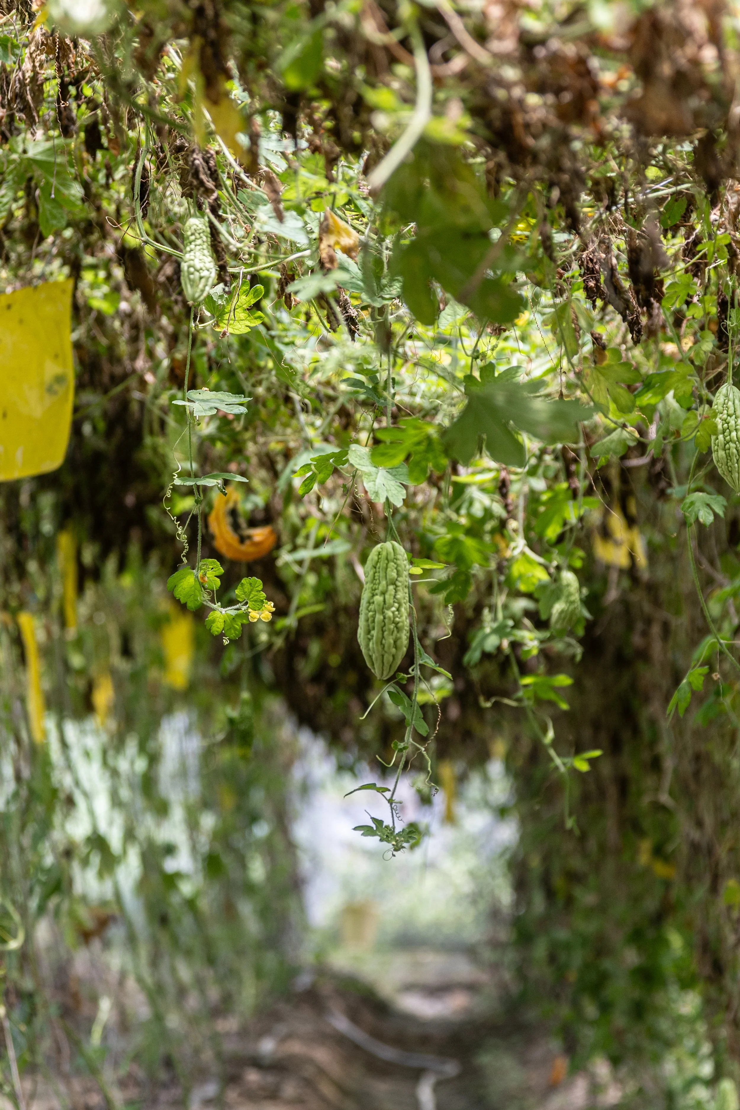 BItter melon hanging on stems