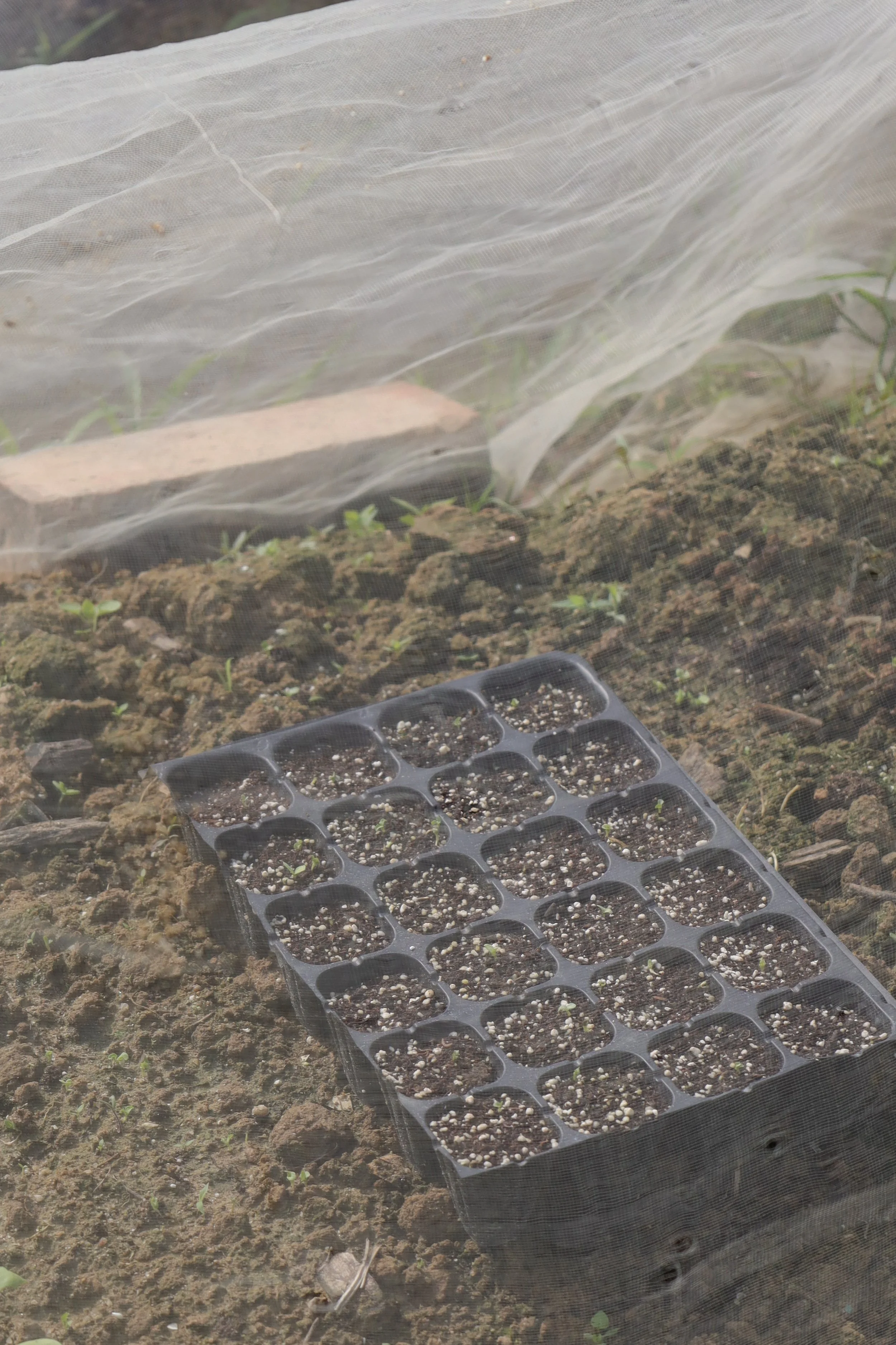 Seed treatment on a bed of soil