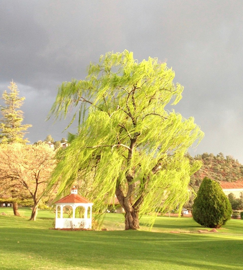 chartreuse willow tree blowing in the stormy sky