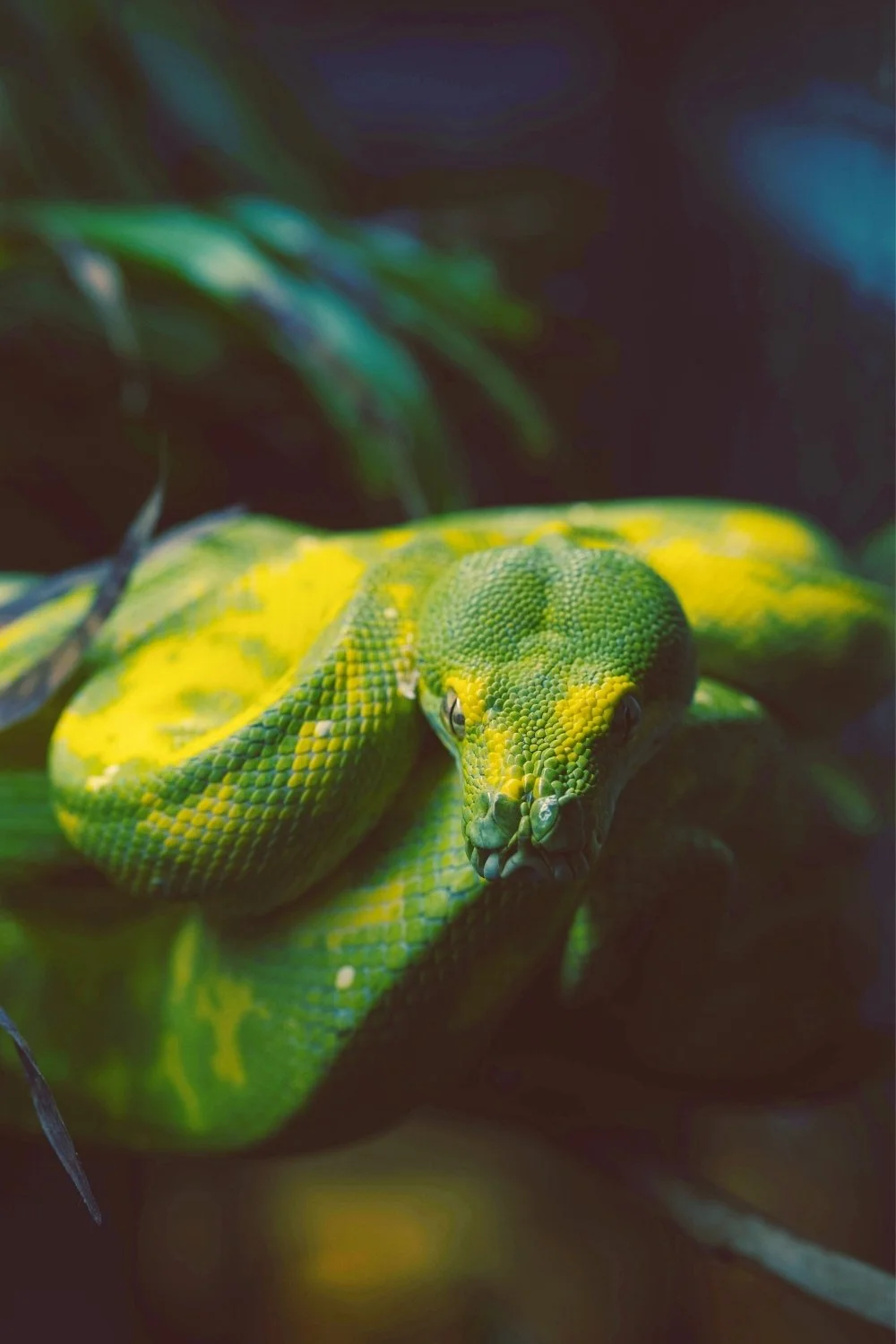 Coiled green serpent recalling Medusa’s mythology for handmade mythology candles with clean-burning wooden wicks.