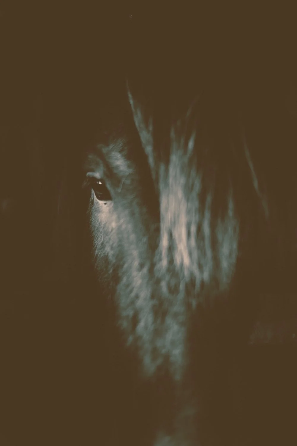 Dark, atmospheric close-up of a horse emerging from shadow, echoing the mystery of Valkyrie steeds, ideal for a handmade scented mythology candle featuring a clean-burning wooden wick.