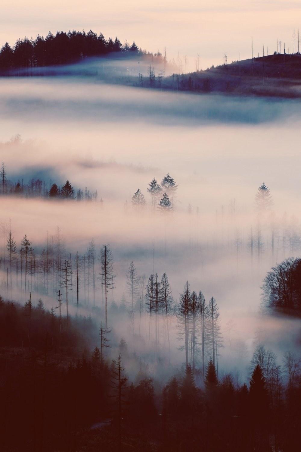 Soft sunrise fog drifting through skeletal forest silhouettes, creating a haunting atmosphere aligned with Hel’s mythic domain, perfect for a handmade mythology candle with a clean-burning wooden wick.