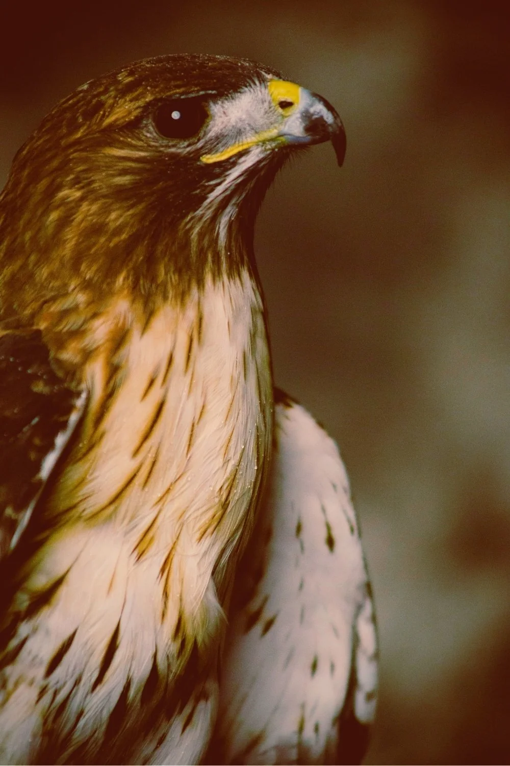 Close-up of a falcon recalling Frigg’s far-seeing messengers for a handmade scented mythology candle with a clean-burning wooden wick.