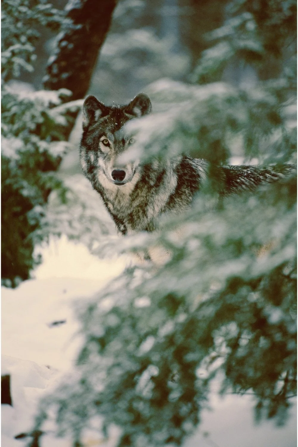 A grey wolf glimpsed through snow-soft pines reflecting Fenrir’s watchful spirit for a handmade scented mythology candle with a clean-burning wooden wick supporting wolf protection.